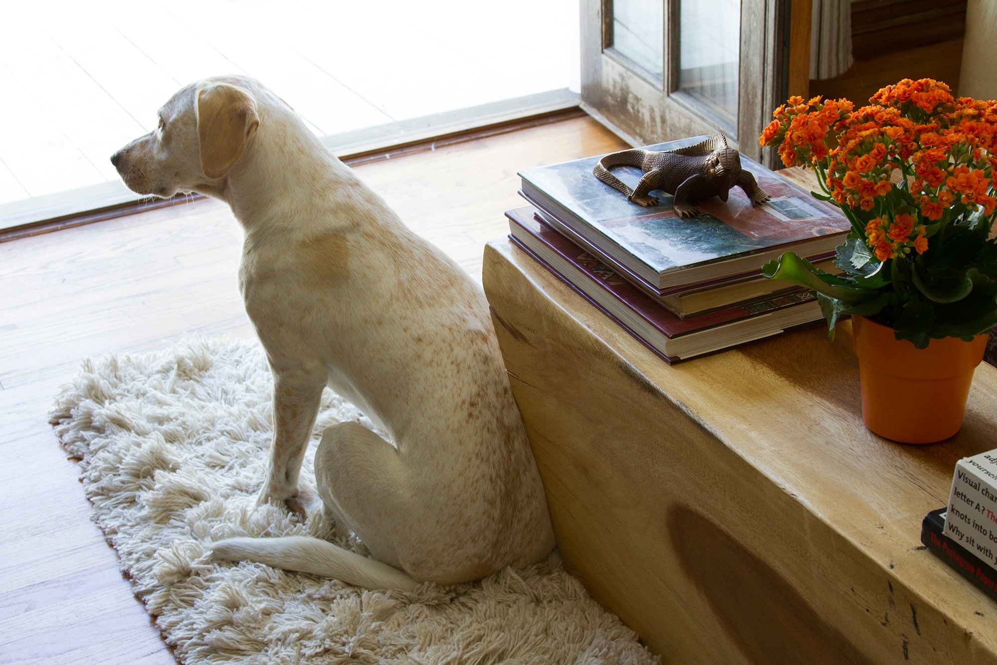 7 ways to keep your rugs clean when you have pets