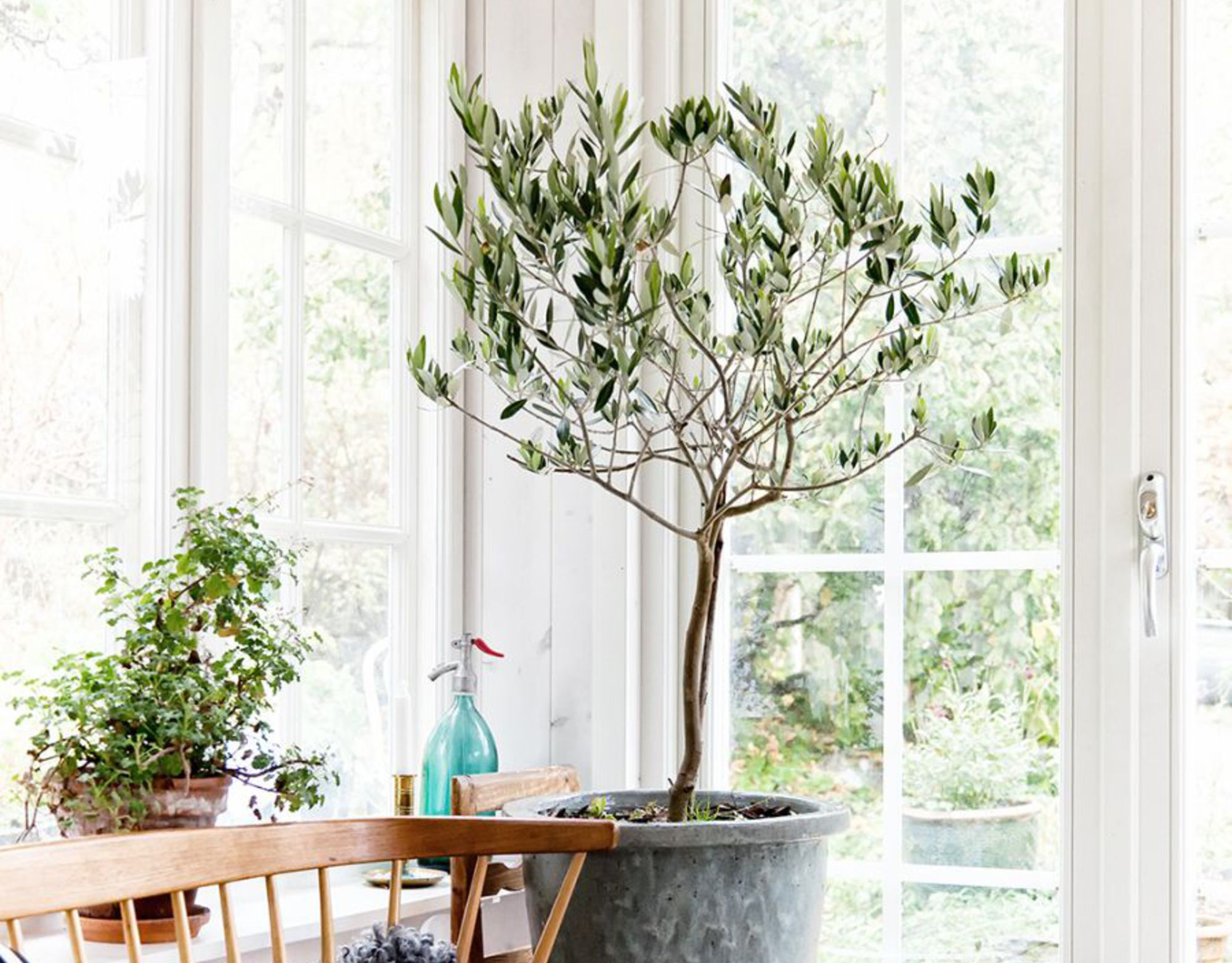 indoor tree