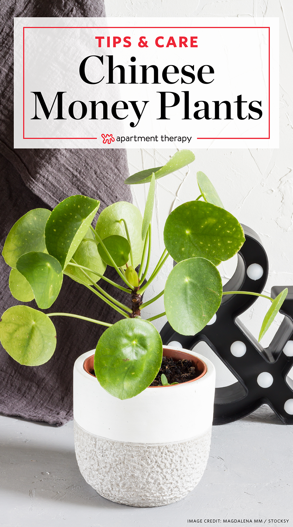 Pilea Peperomioides Care Chinese Money !   Plants Apartment Therapy - 