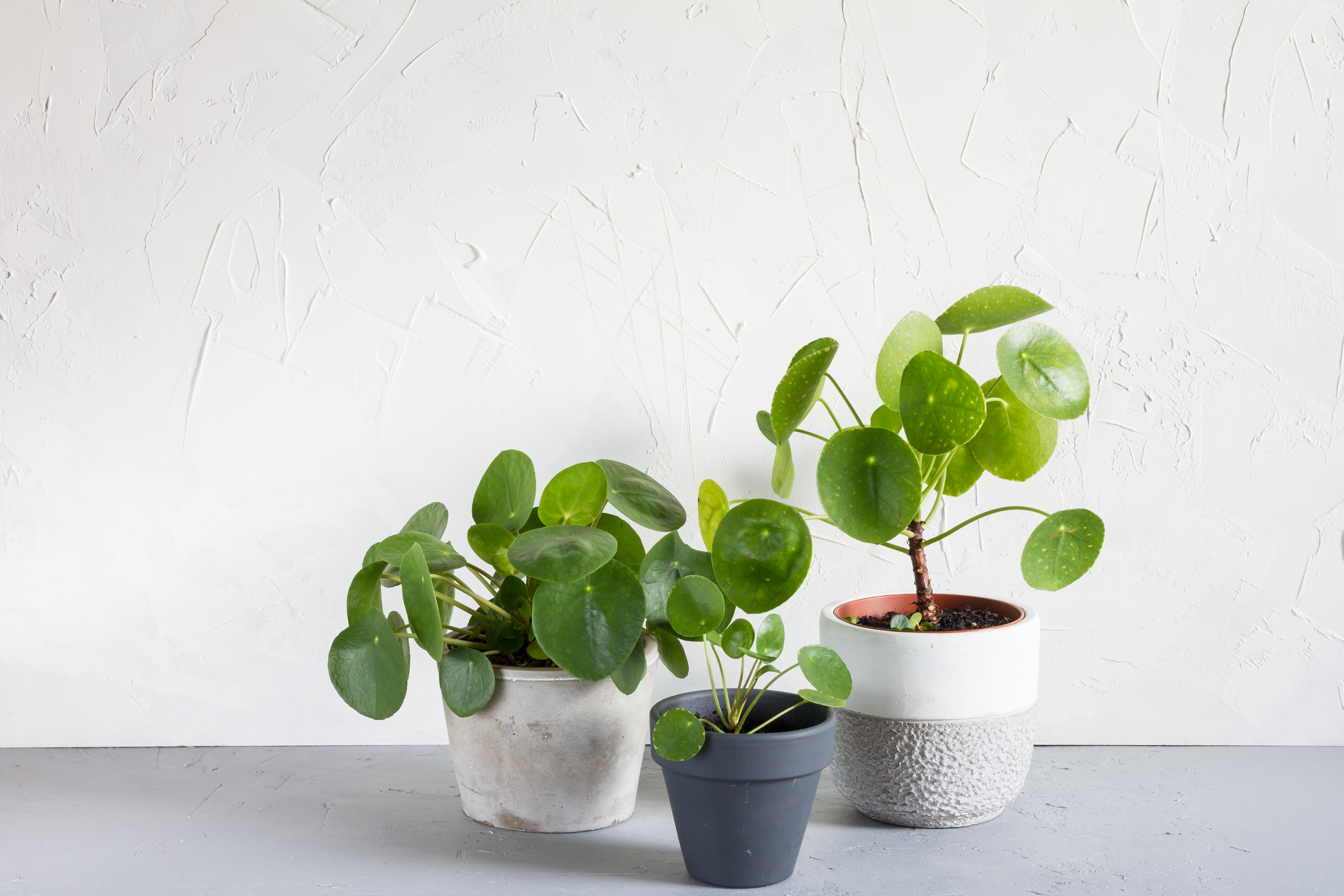 how often should a money plant be watered