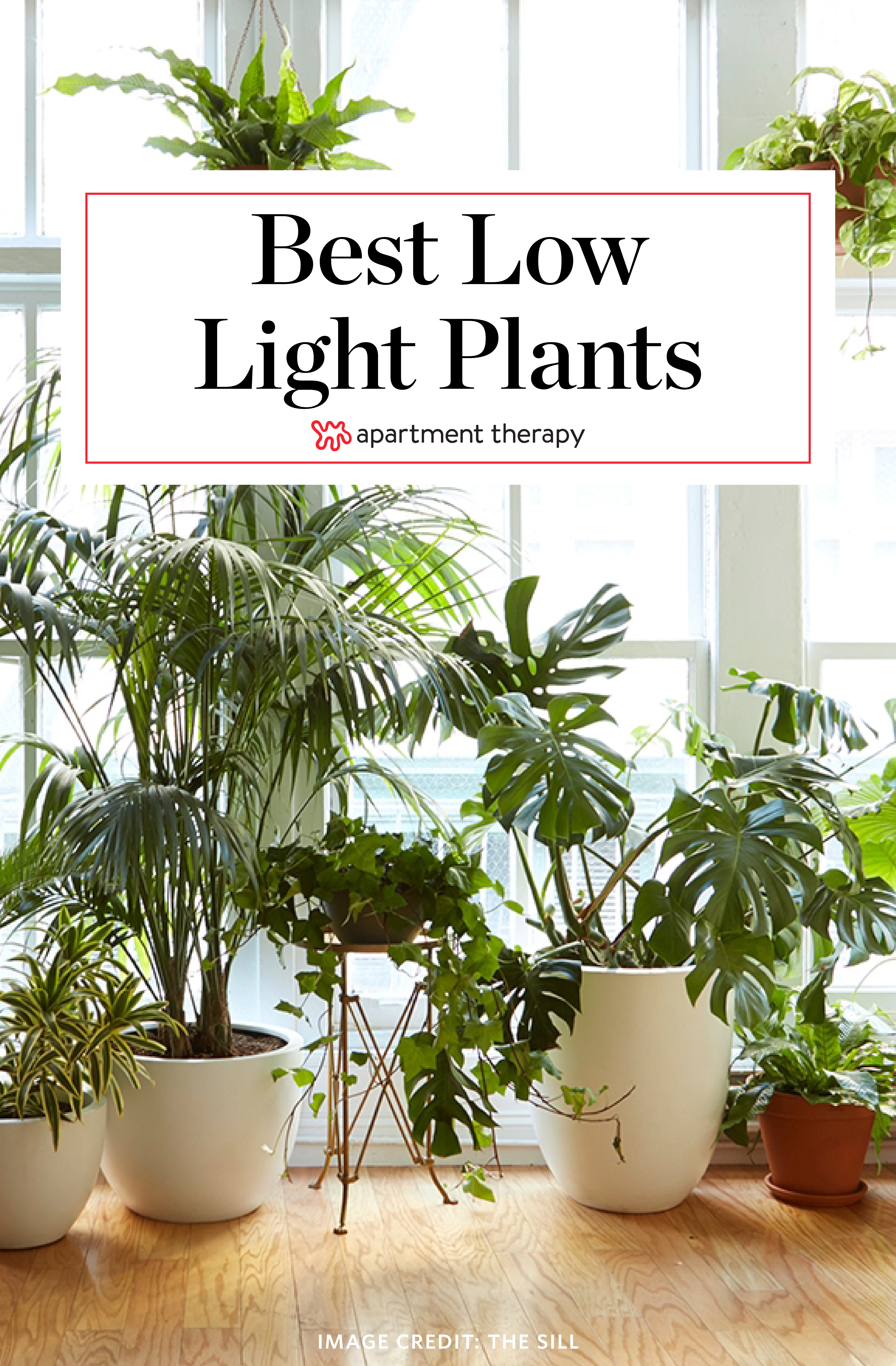 8 Houseplants That Can Survive Urban Apartments Low Light