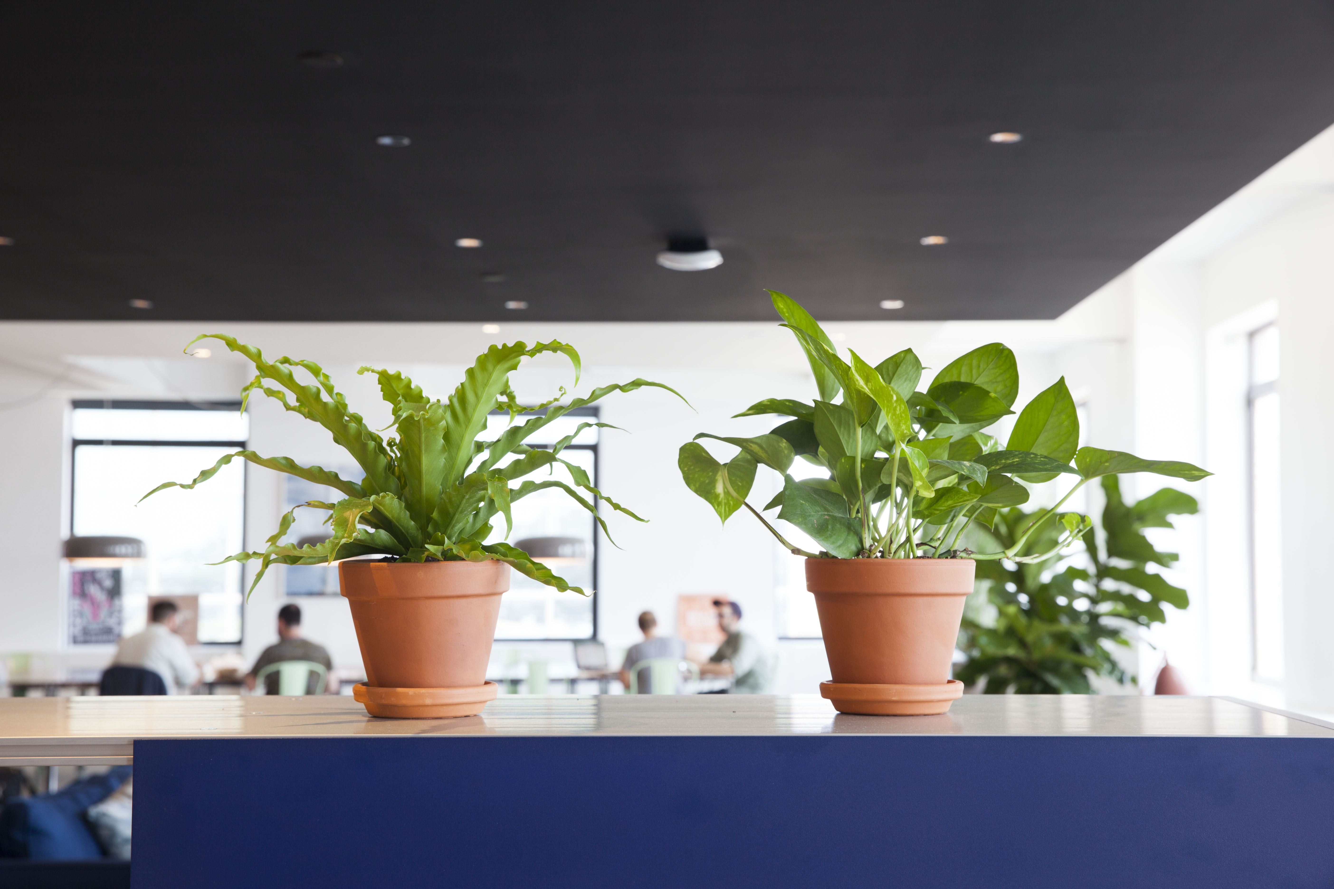 14 Best Office Plants - Easy Plants to Keep on Your Desk | Apartment Therapy