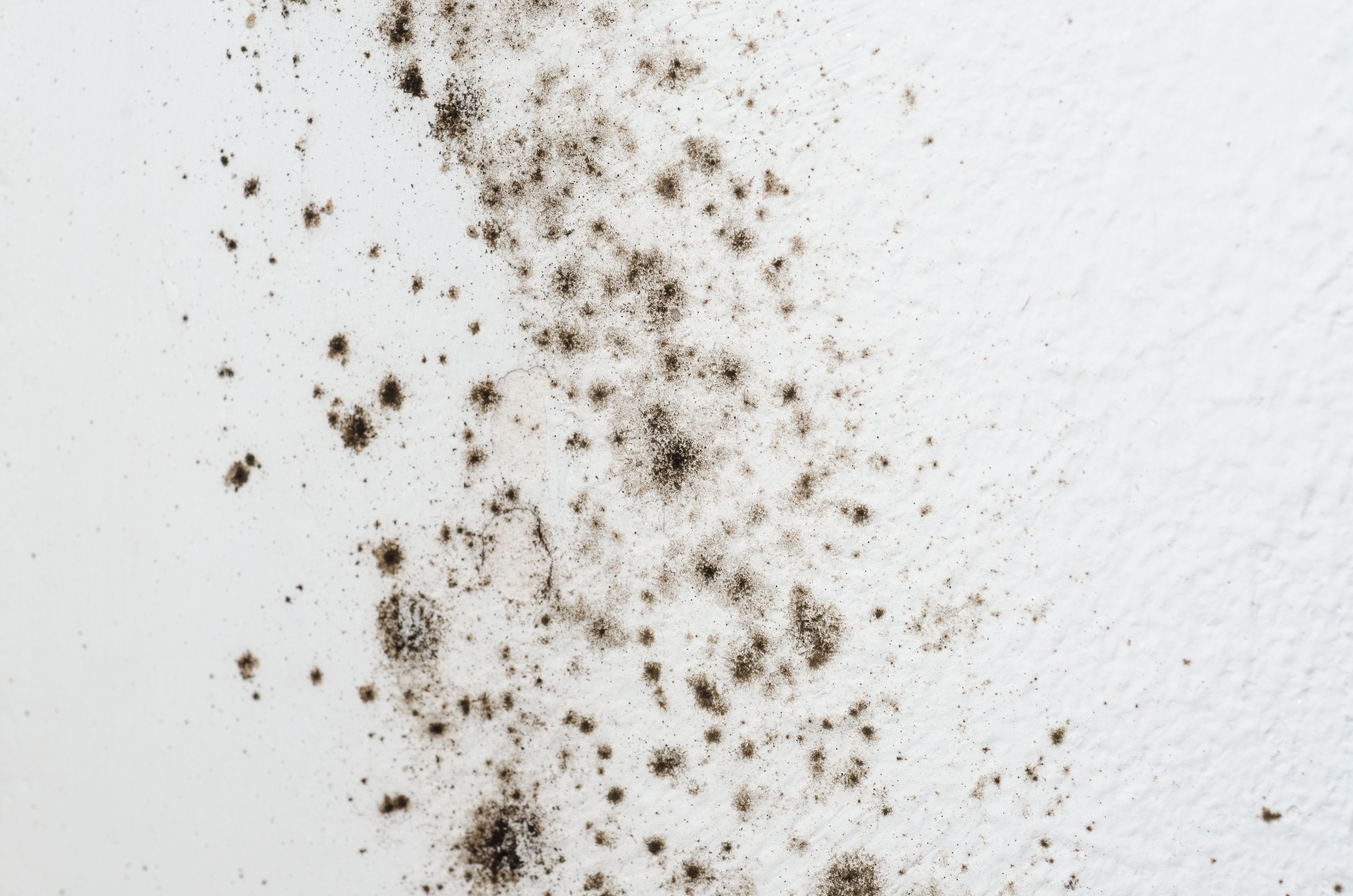 How to know if black mold is making you sick Black Mold Symptoms How To Get Rid Of Black Mold Apartment Therapy