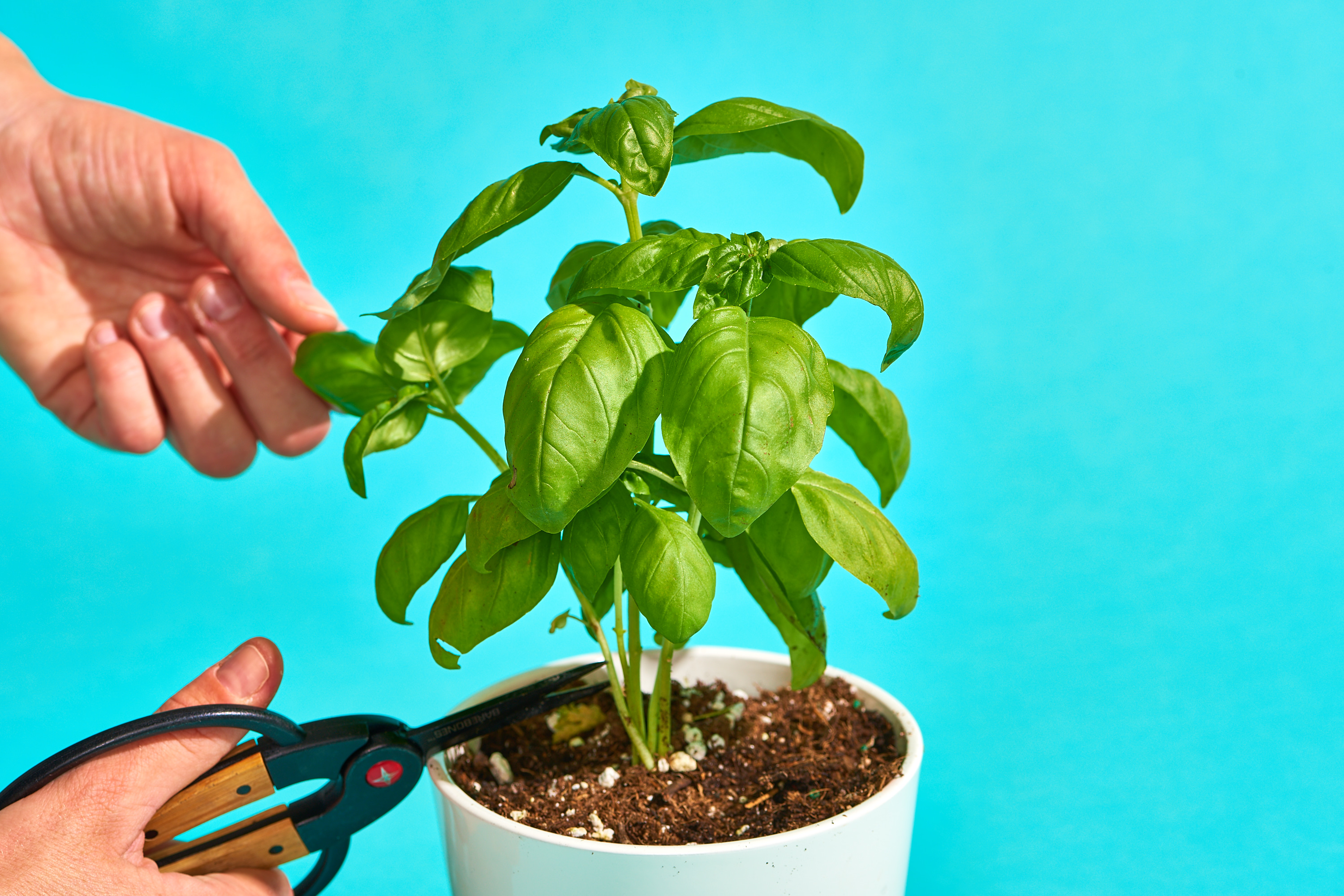 How To Harvest Basil: 5 Mistakes To Avoid