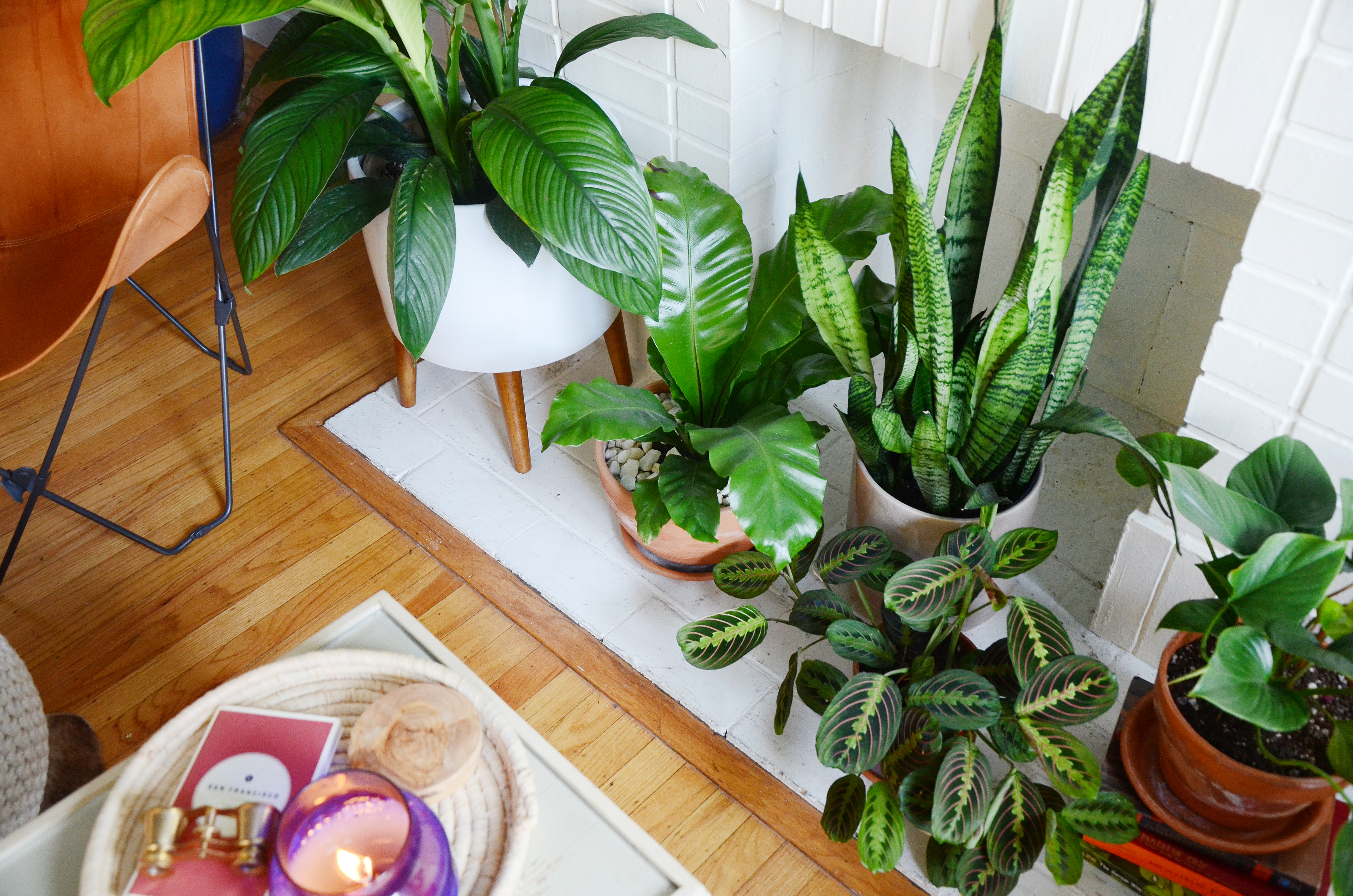 Don't Kill Them with Kindness: Watering Guidelines for Indoor Plants -  Dennis' 7 Dees