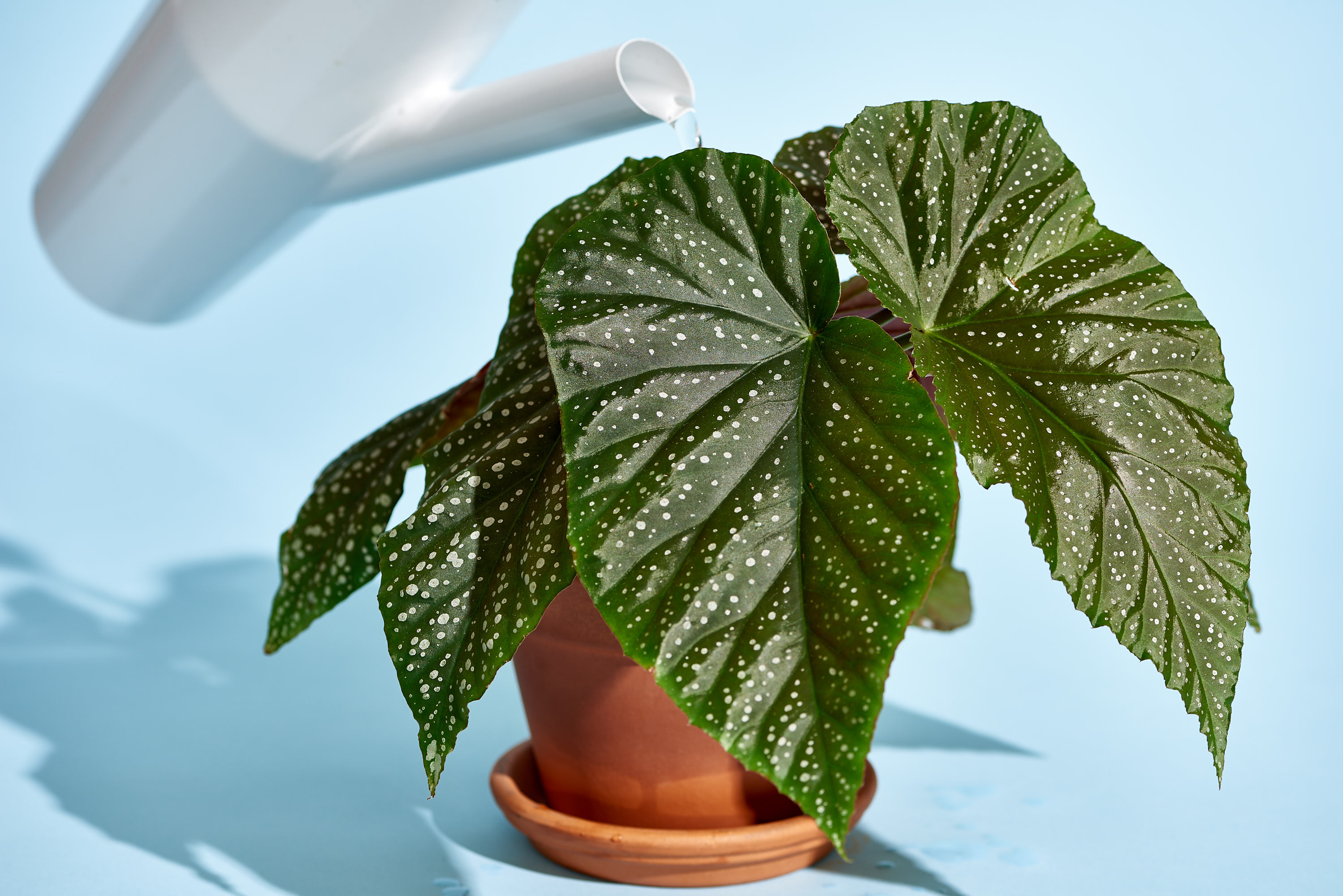 begonia aspca