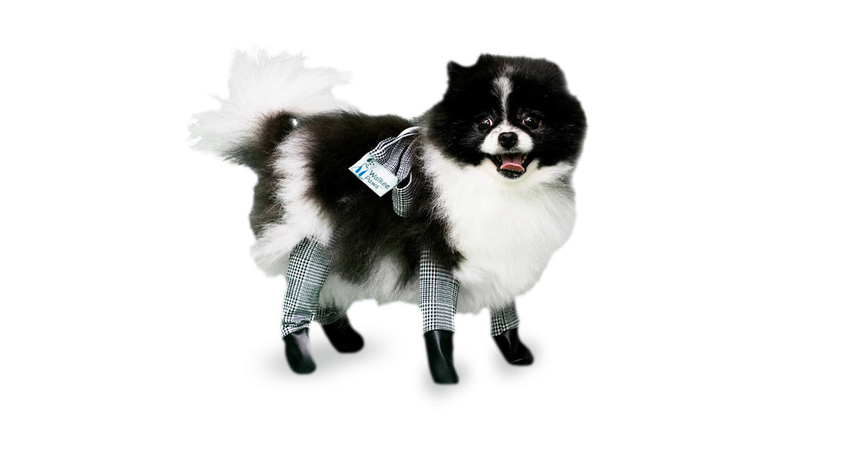 You Can Buy Your Dog Leggings To Keep Them Warm Apartment Therapy