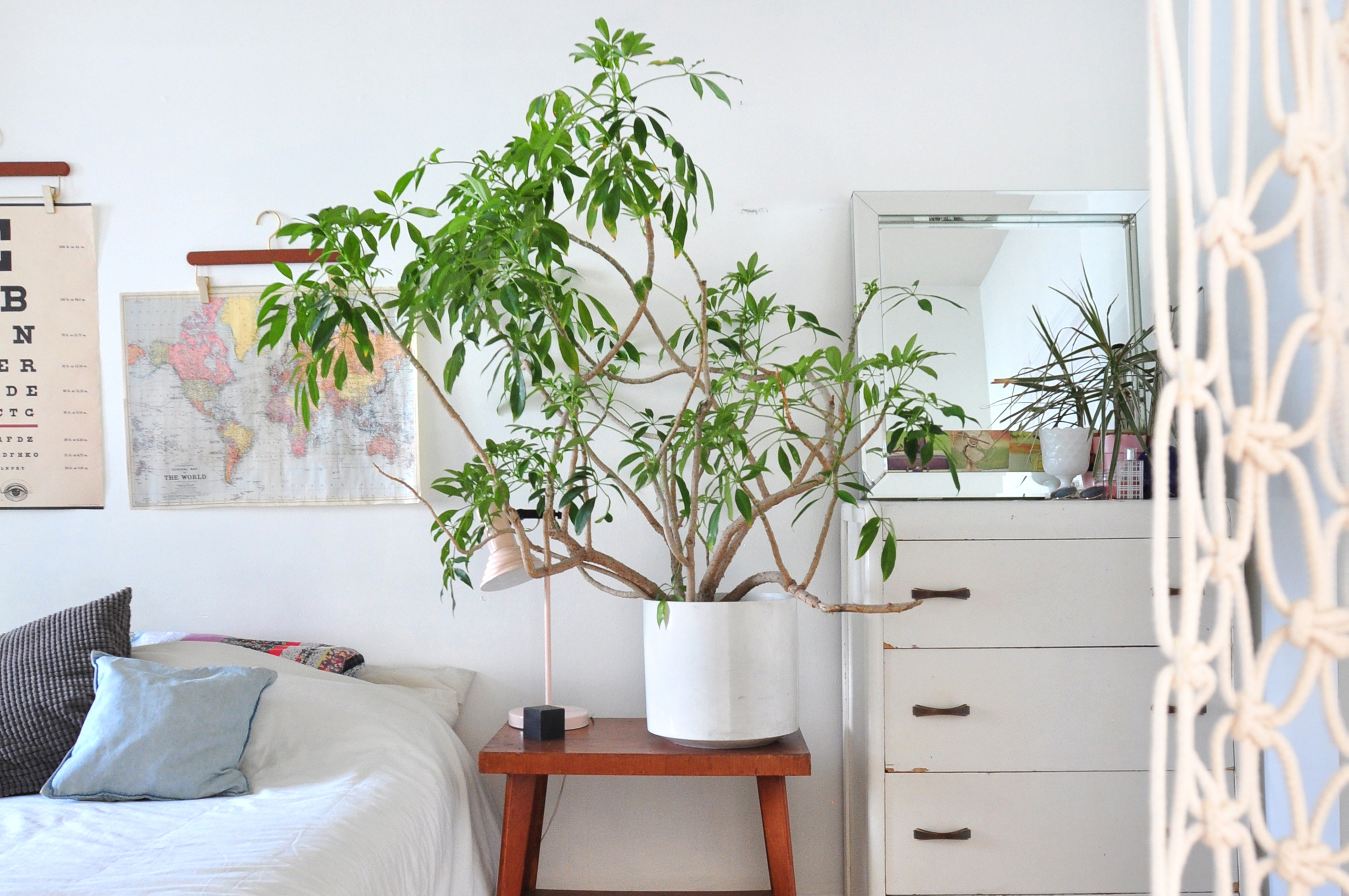 Home Plant Buying Guide