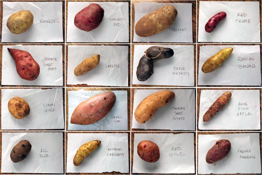 Yes, White Sweet Potatoes Exist. Here's What They Are.