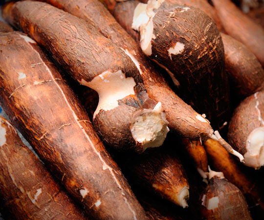 cassava images