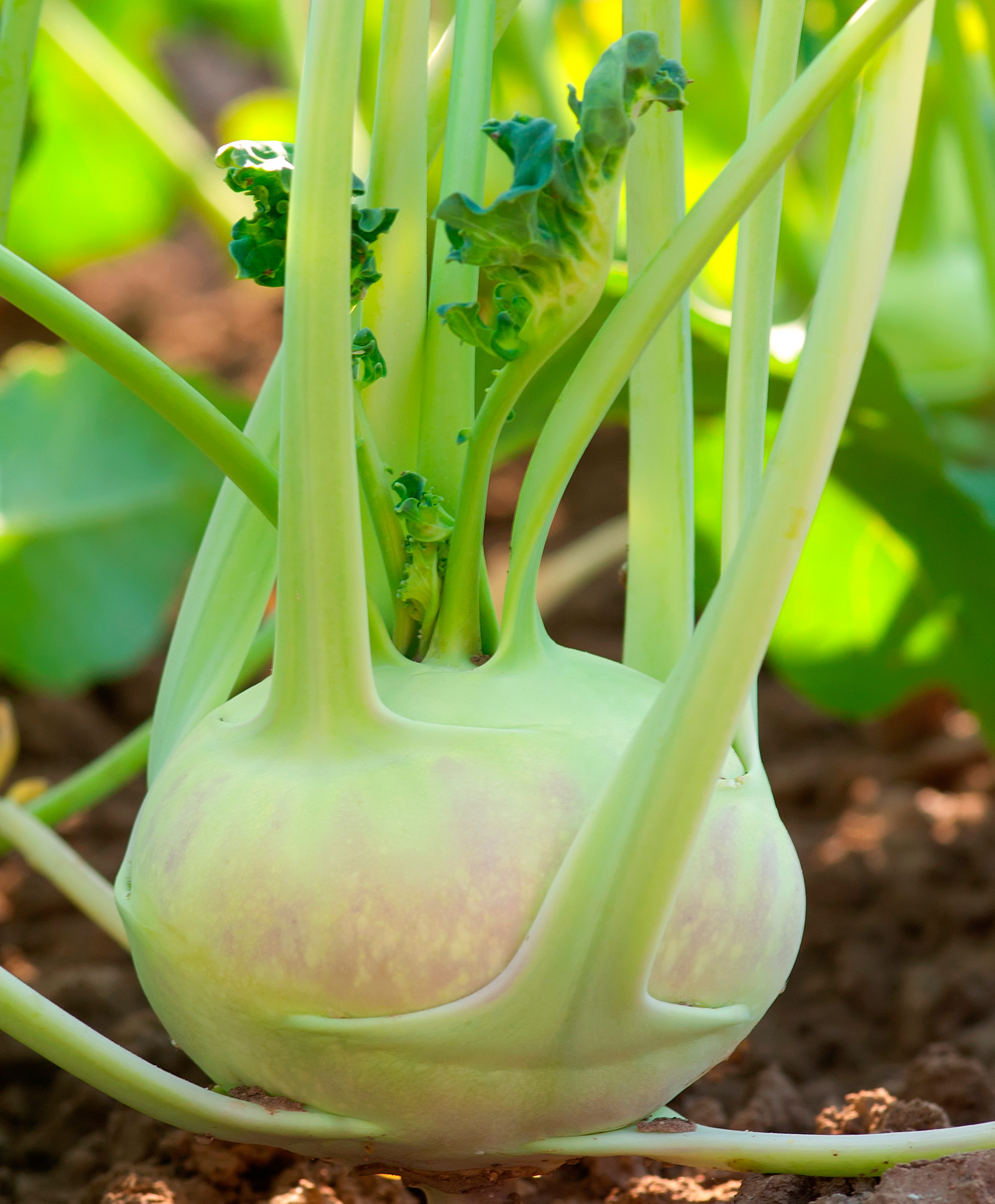 Weird! Can Here\'s Kitchn Is | With Do The And Kohlrabi What It You