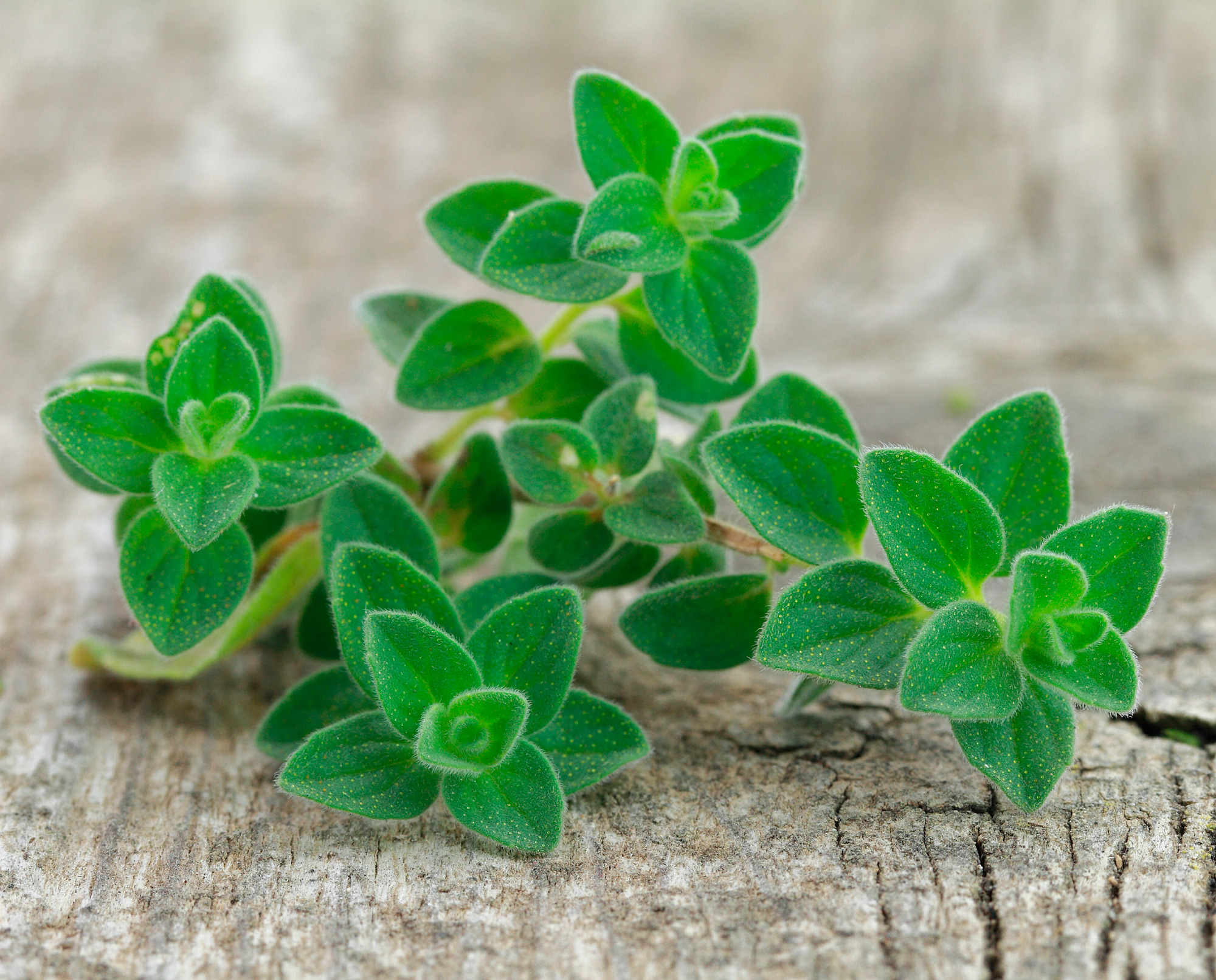 fresh oregano