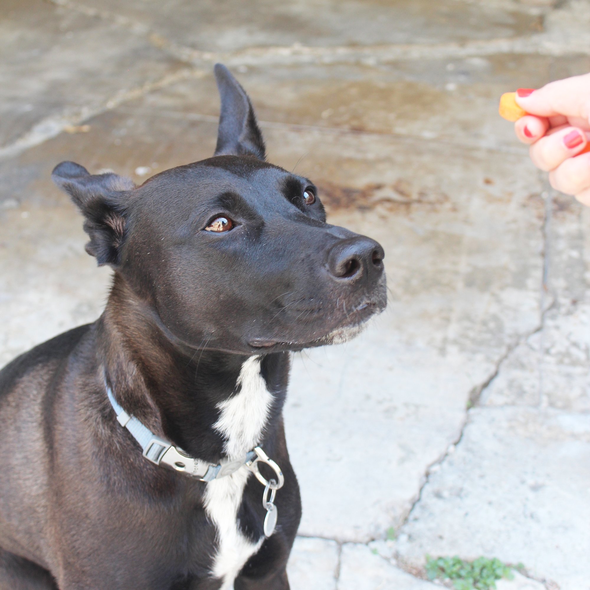 do dogs really need fruits and vegetables