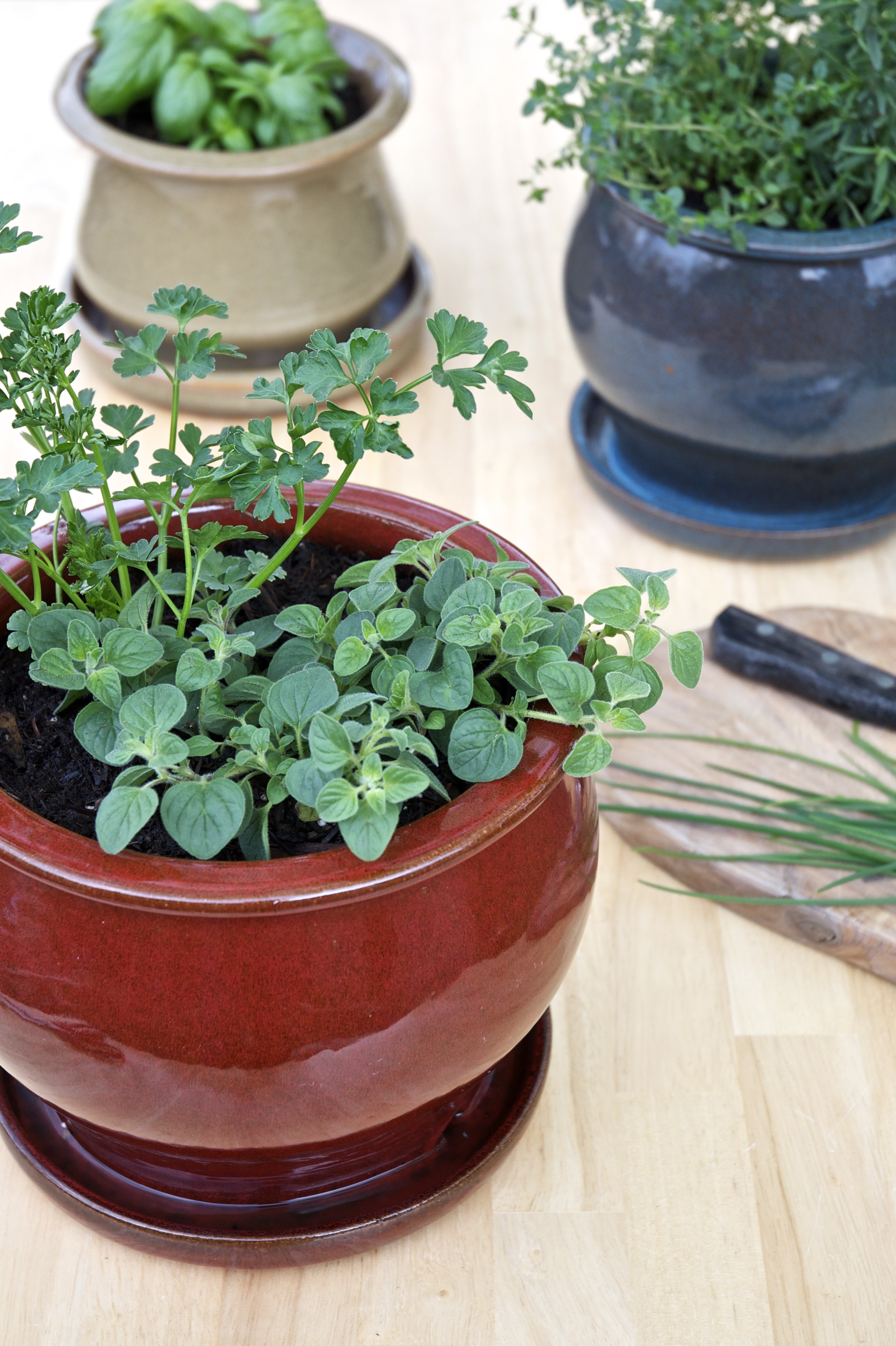 How to Grow Lots of Herbs in a Small Space • Gardenary