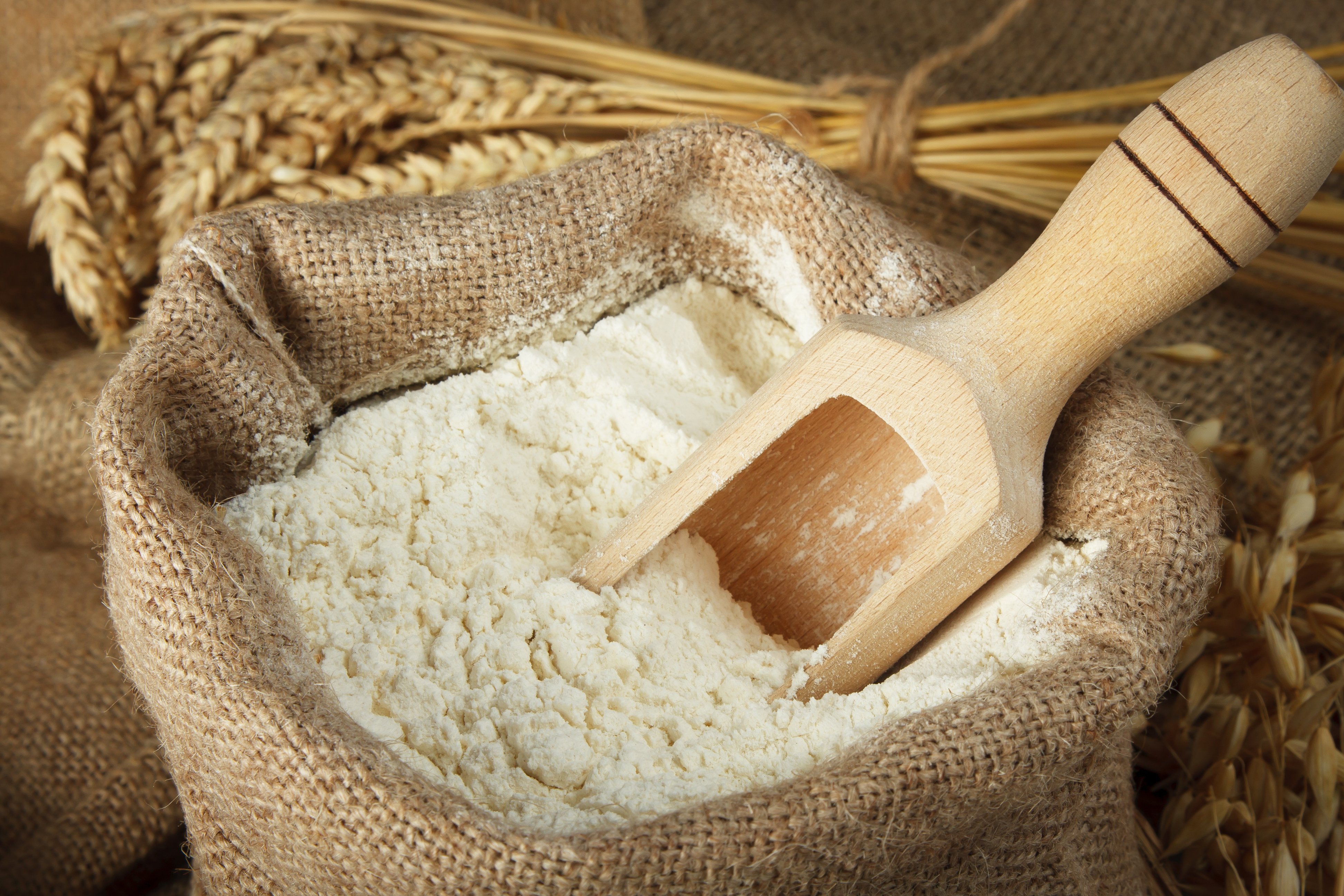 Is Whole Wheat Flour Bad For Dogs