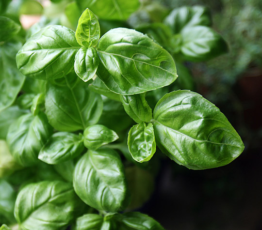 3 Ways to Preserve Fresh Basil The Kitchn