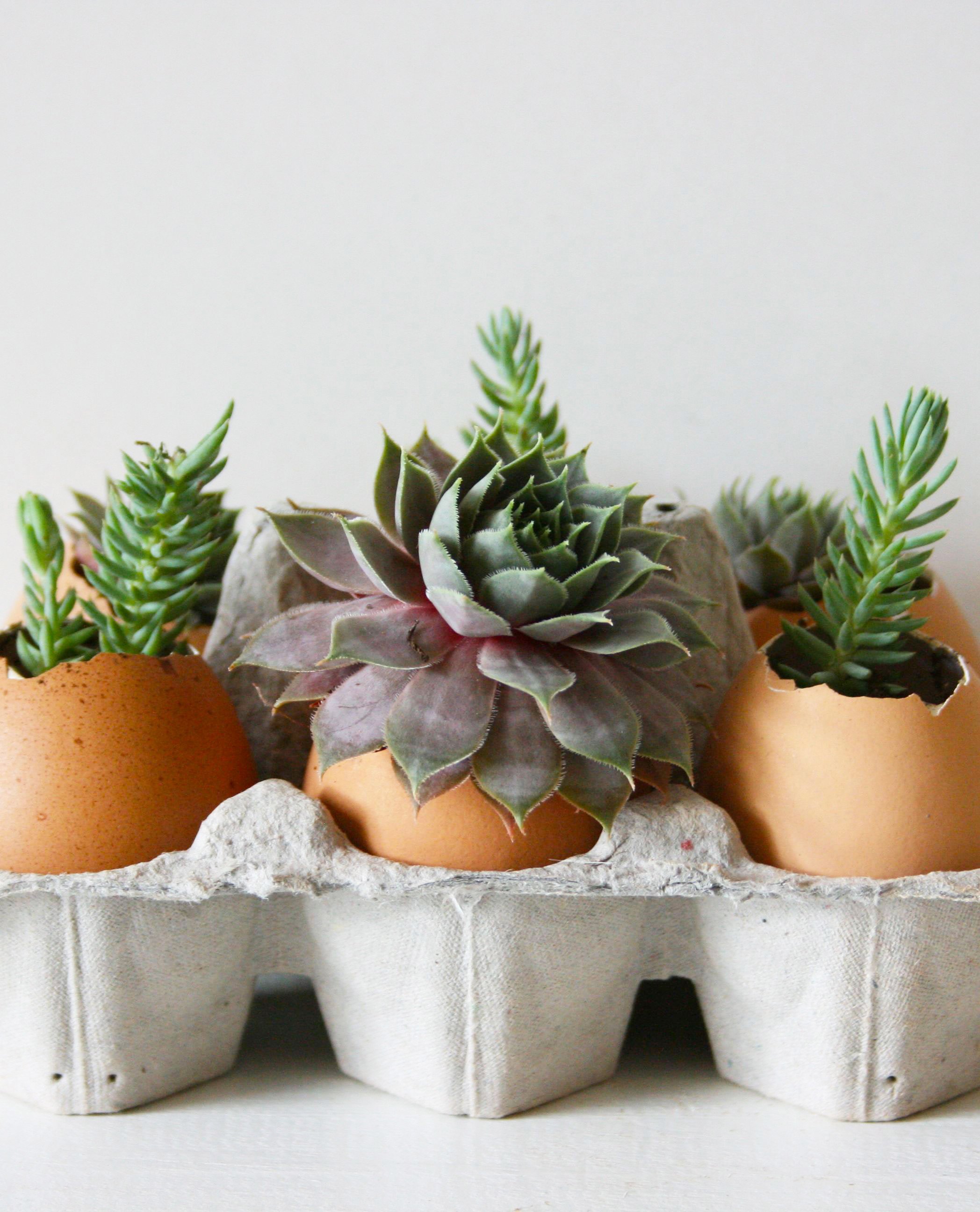 How To Plant Succulents in Eggshells | The Kitchn