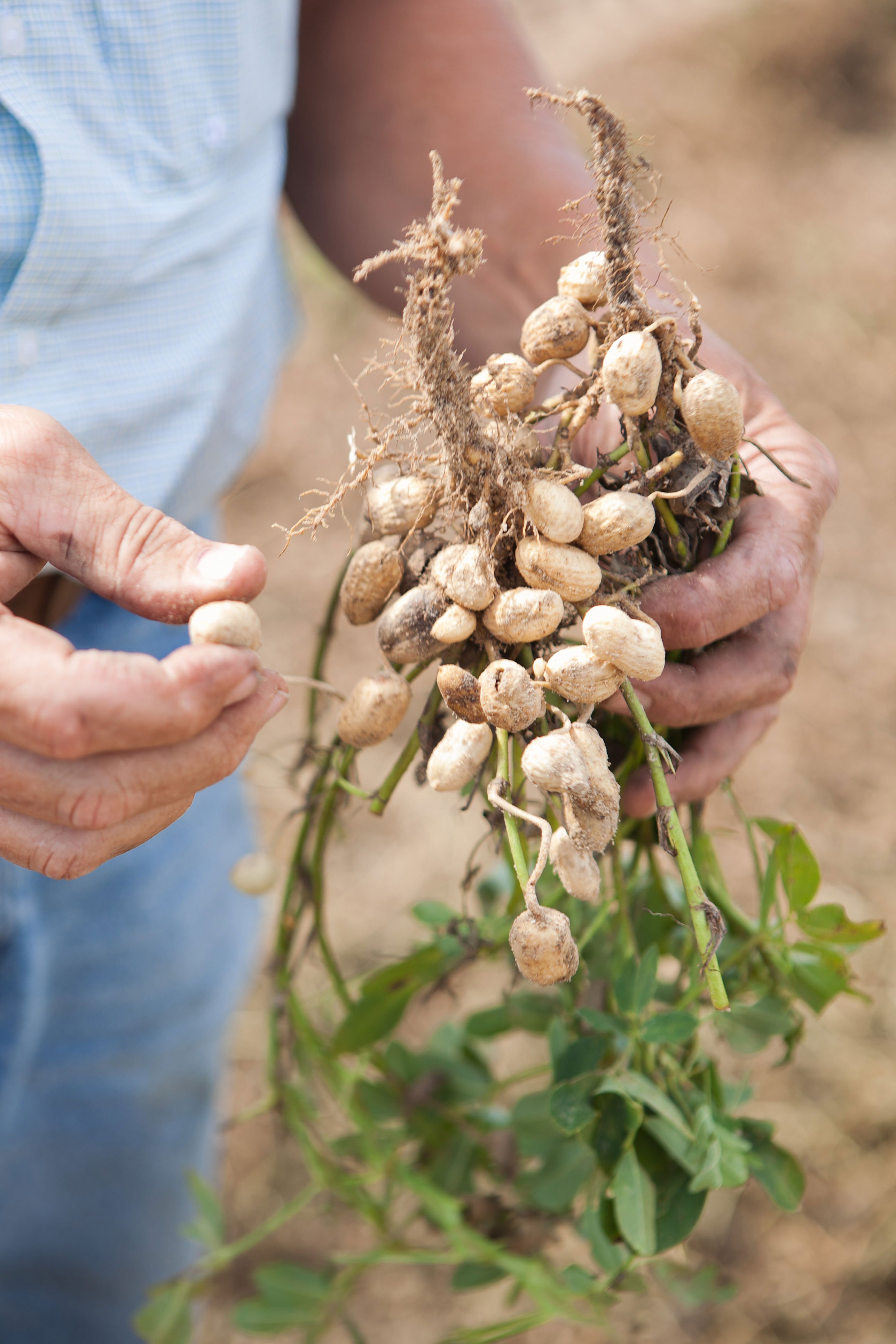 how do peanuts grow