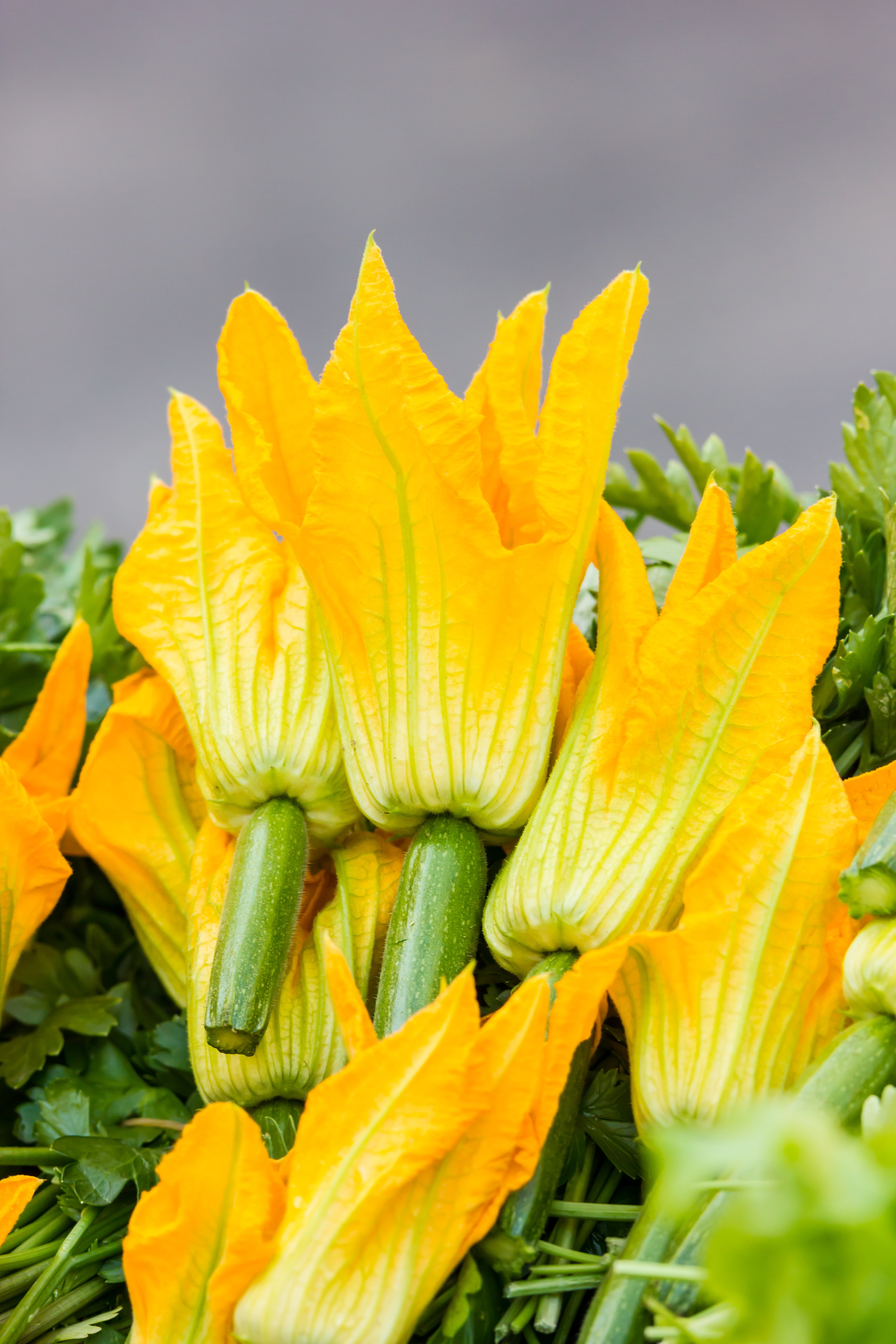 Image of Close up of yellow summer squash flower