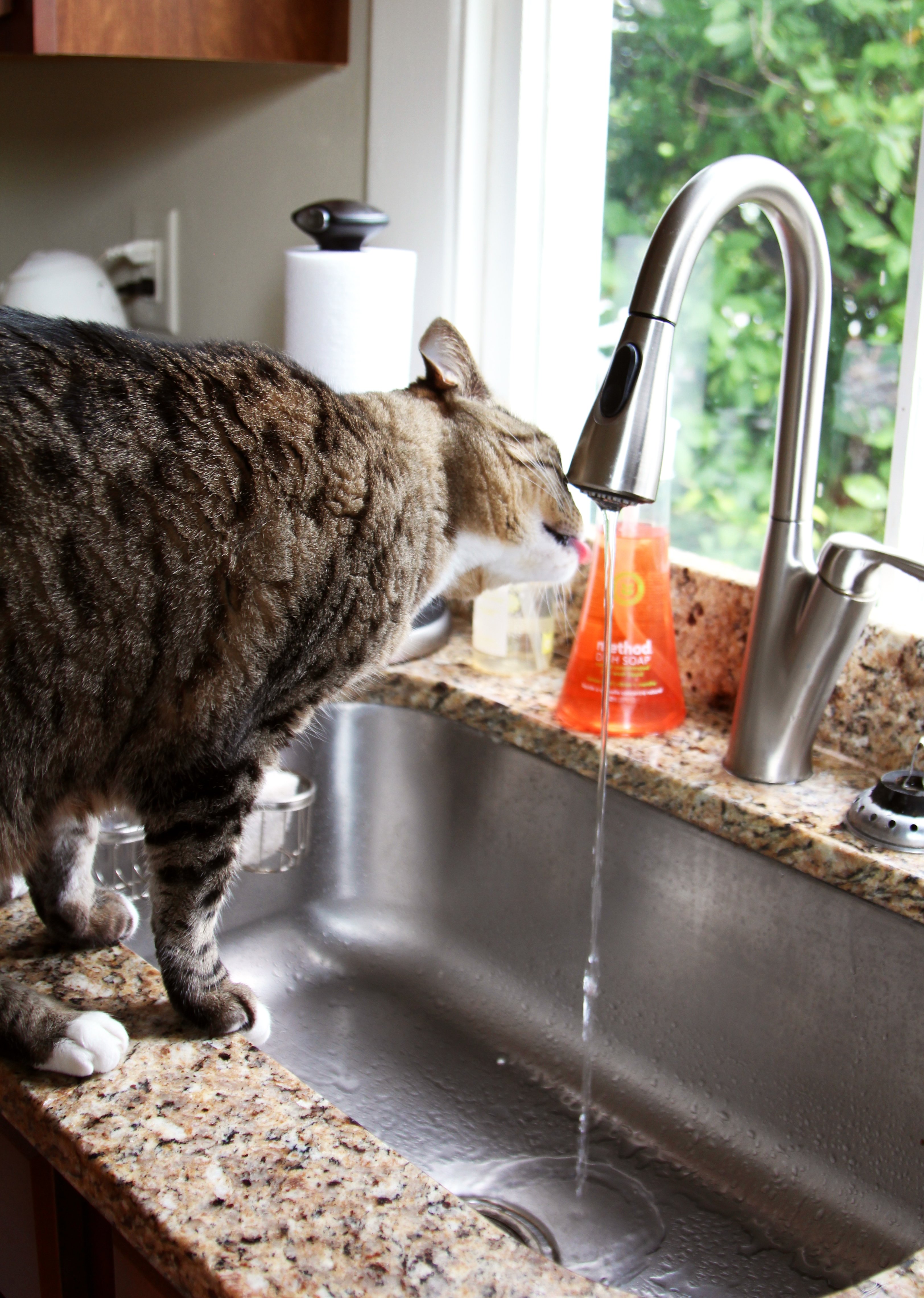 How To Keep Your Cat Off The Kitchen Counters atelieryuwa.ciao.jp