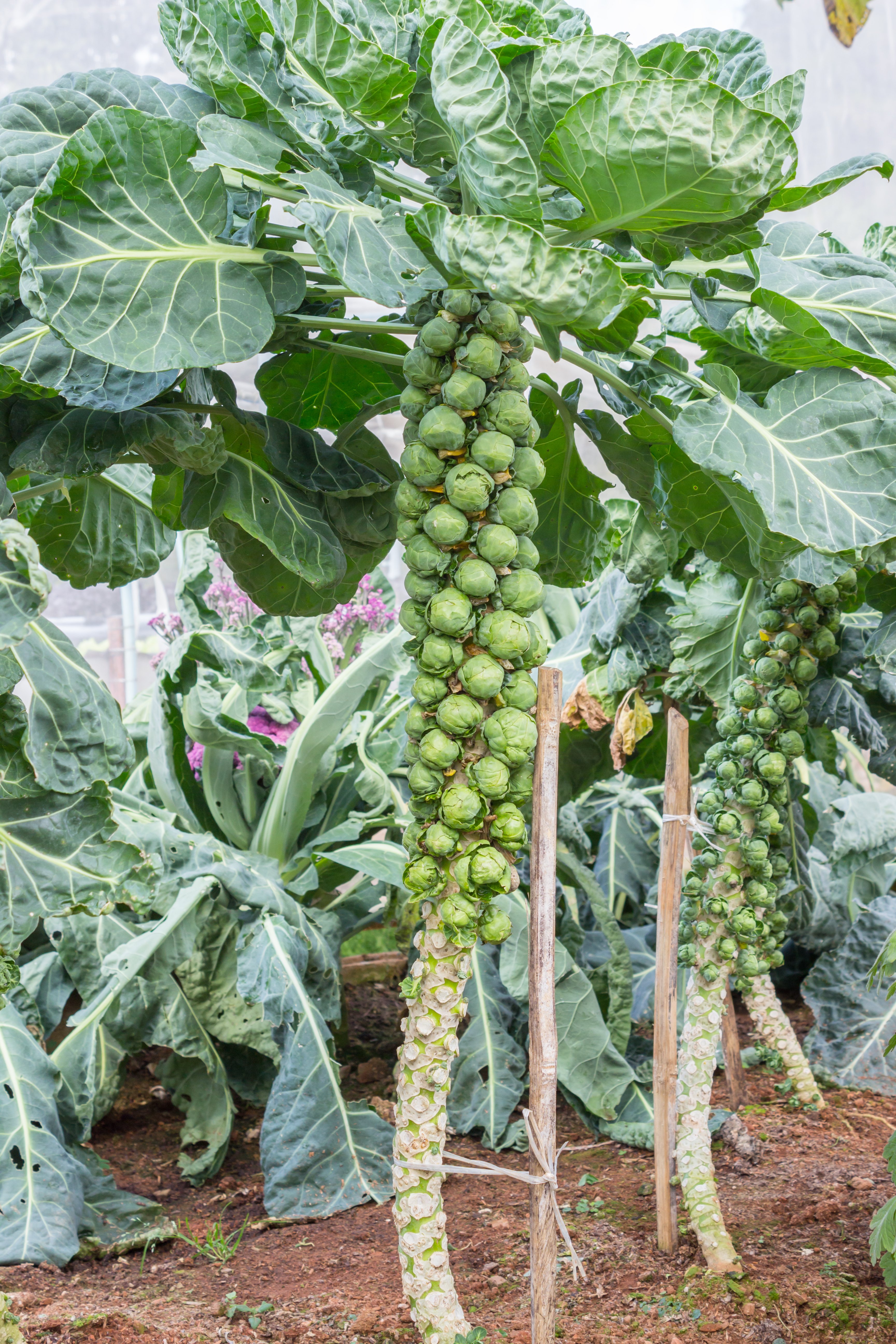 Image of Brussels sprouts plant