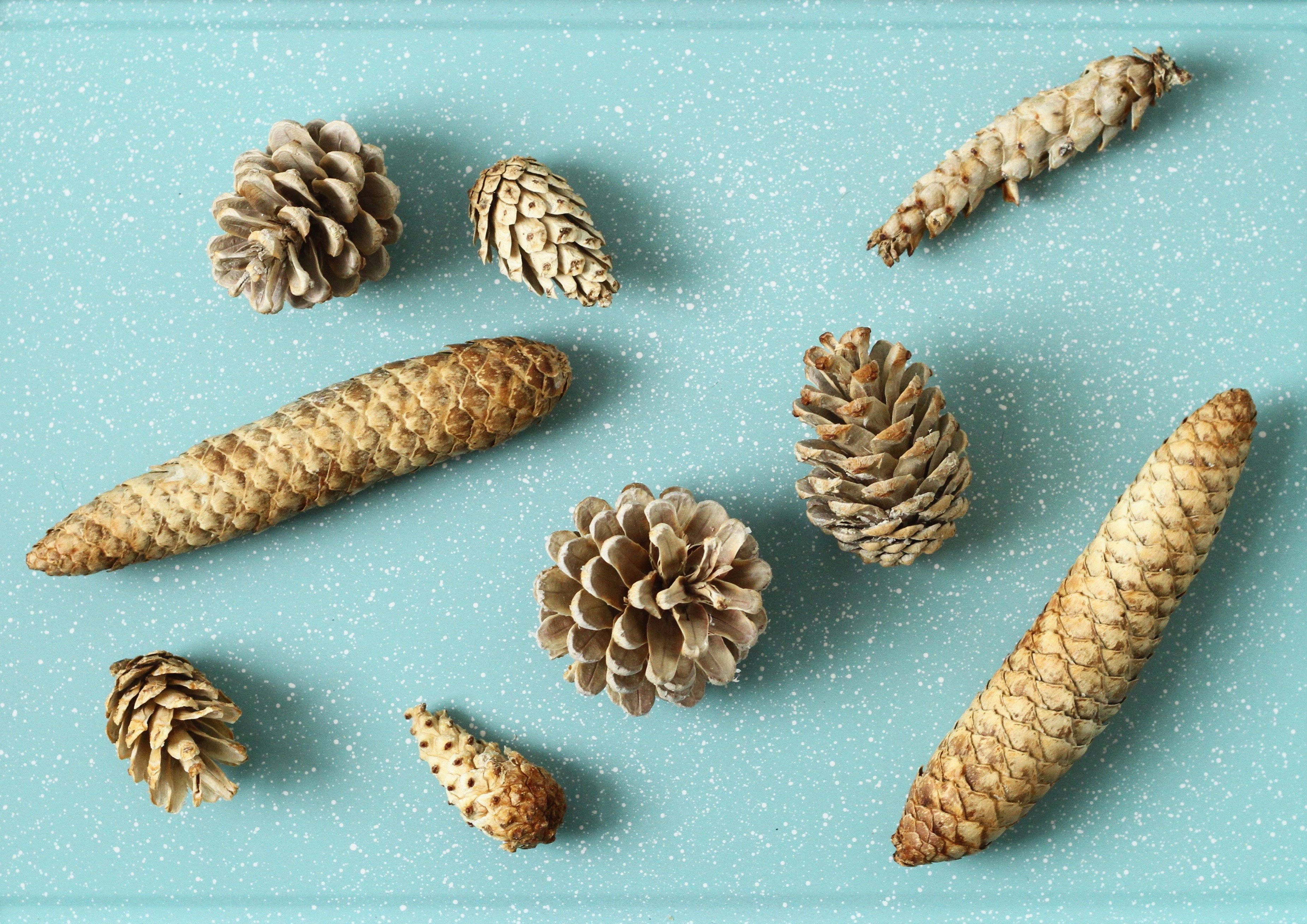 types of pine cones