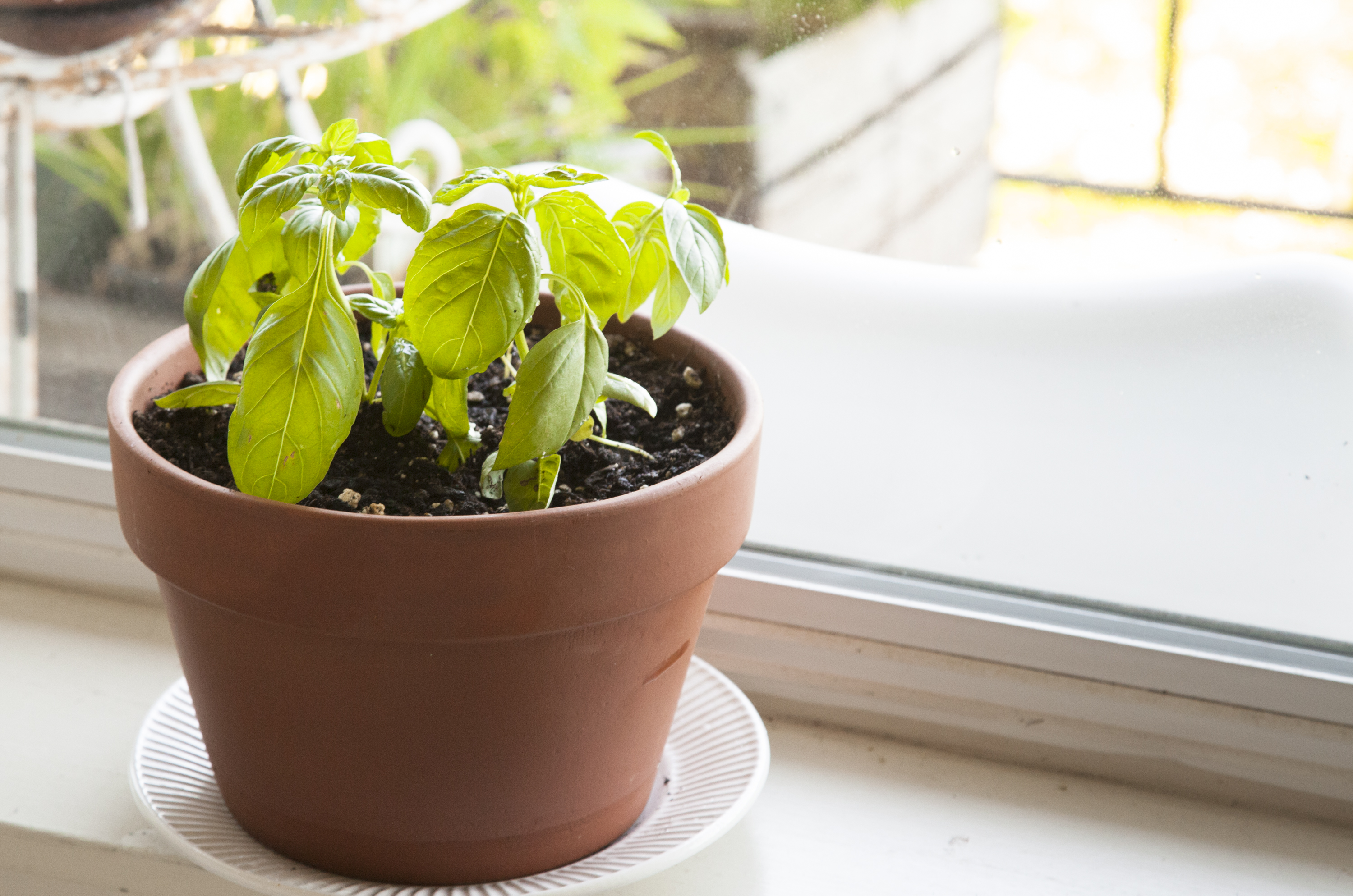 What to Know About Growing Basil The Kitchn