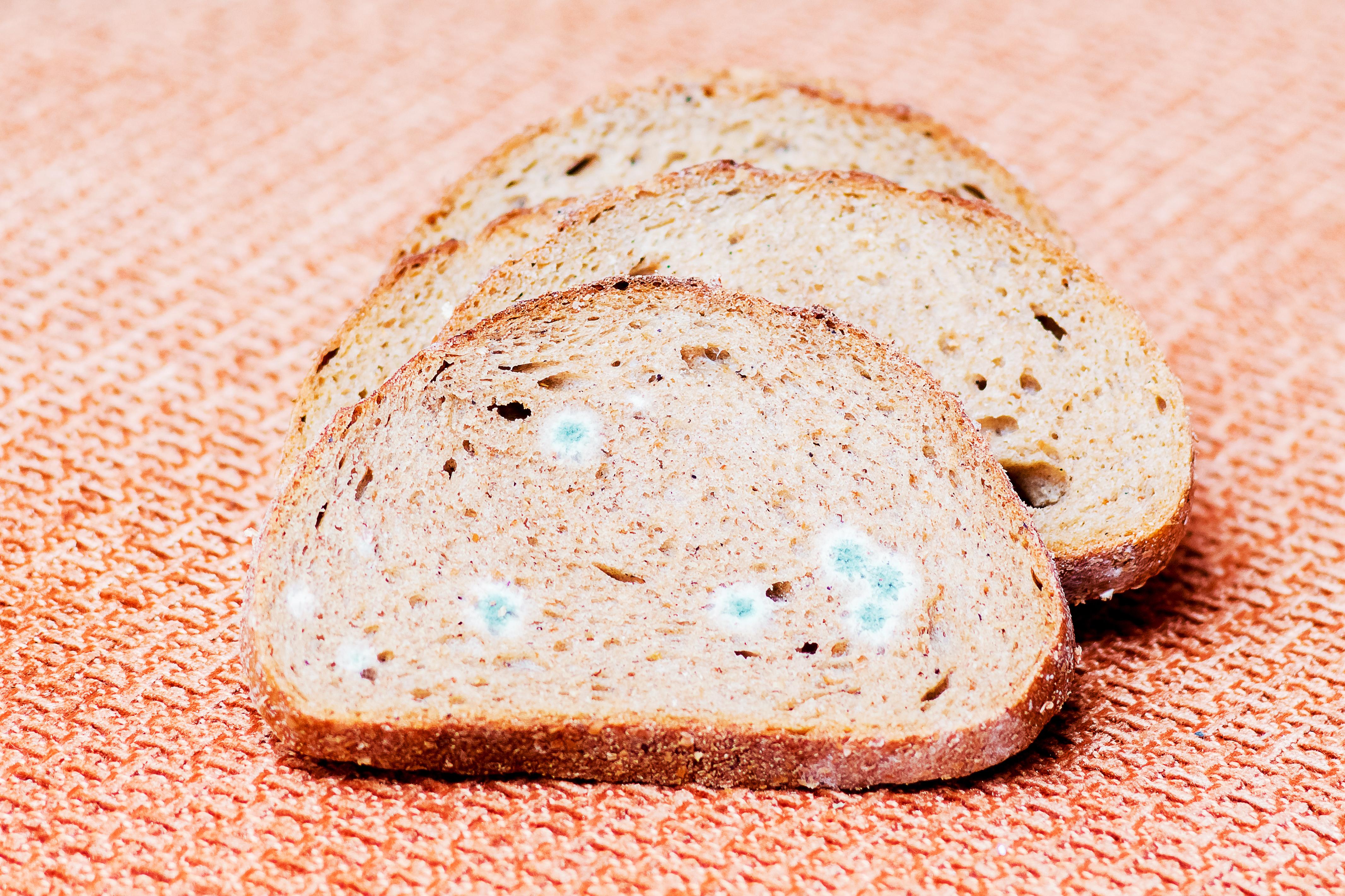 Why does Bread get Moldy? (with pictures)