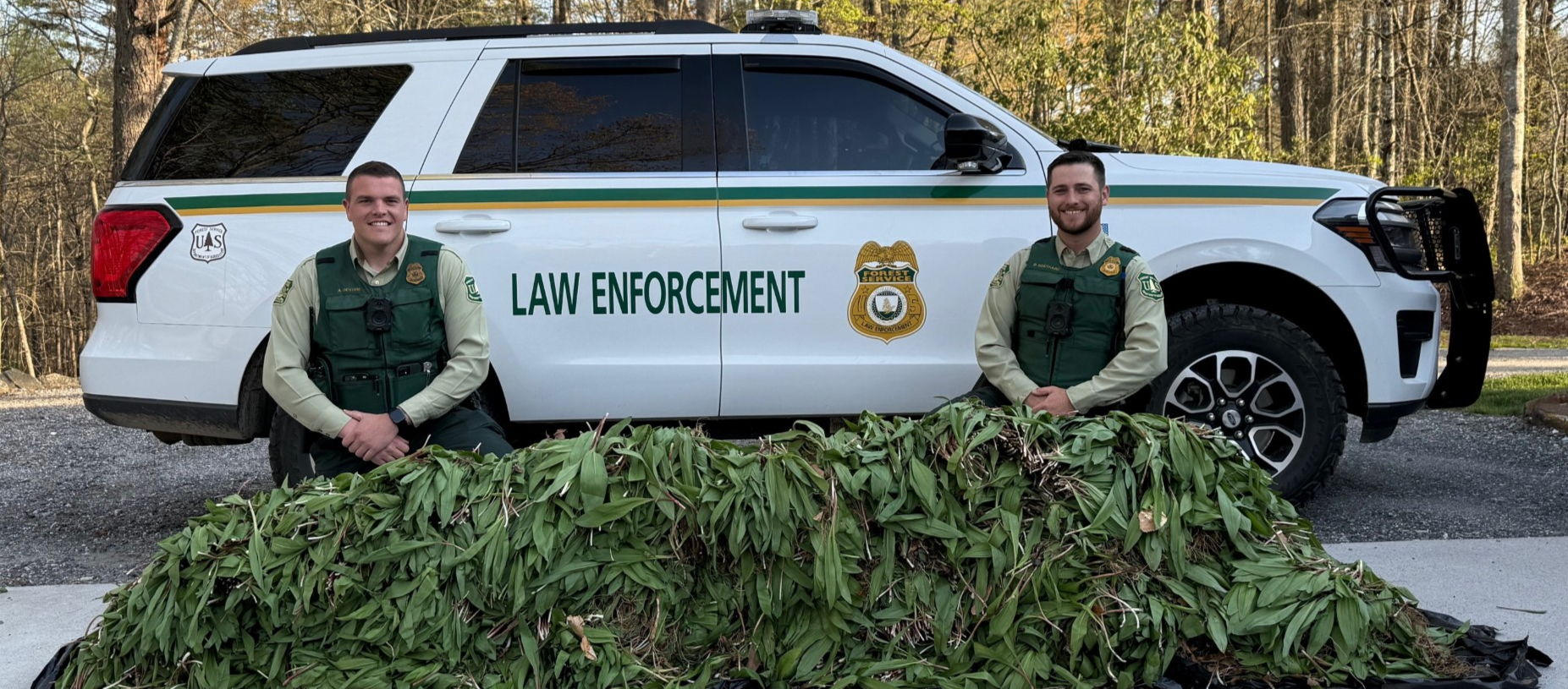 Ramps Season Arrives with a Warning: Record-Breaking Poaching Bust in Nantahala National Forest