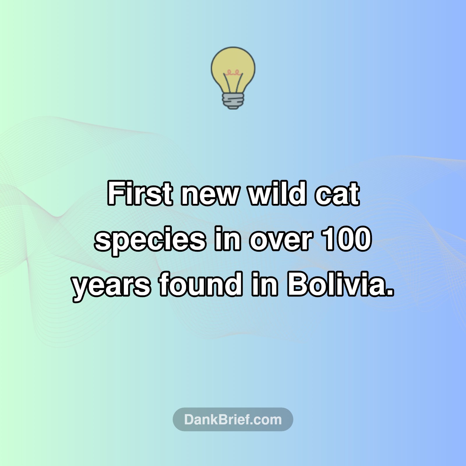 New Cat Species Shocks Scientists!