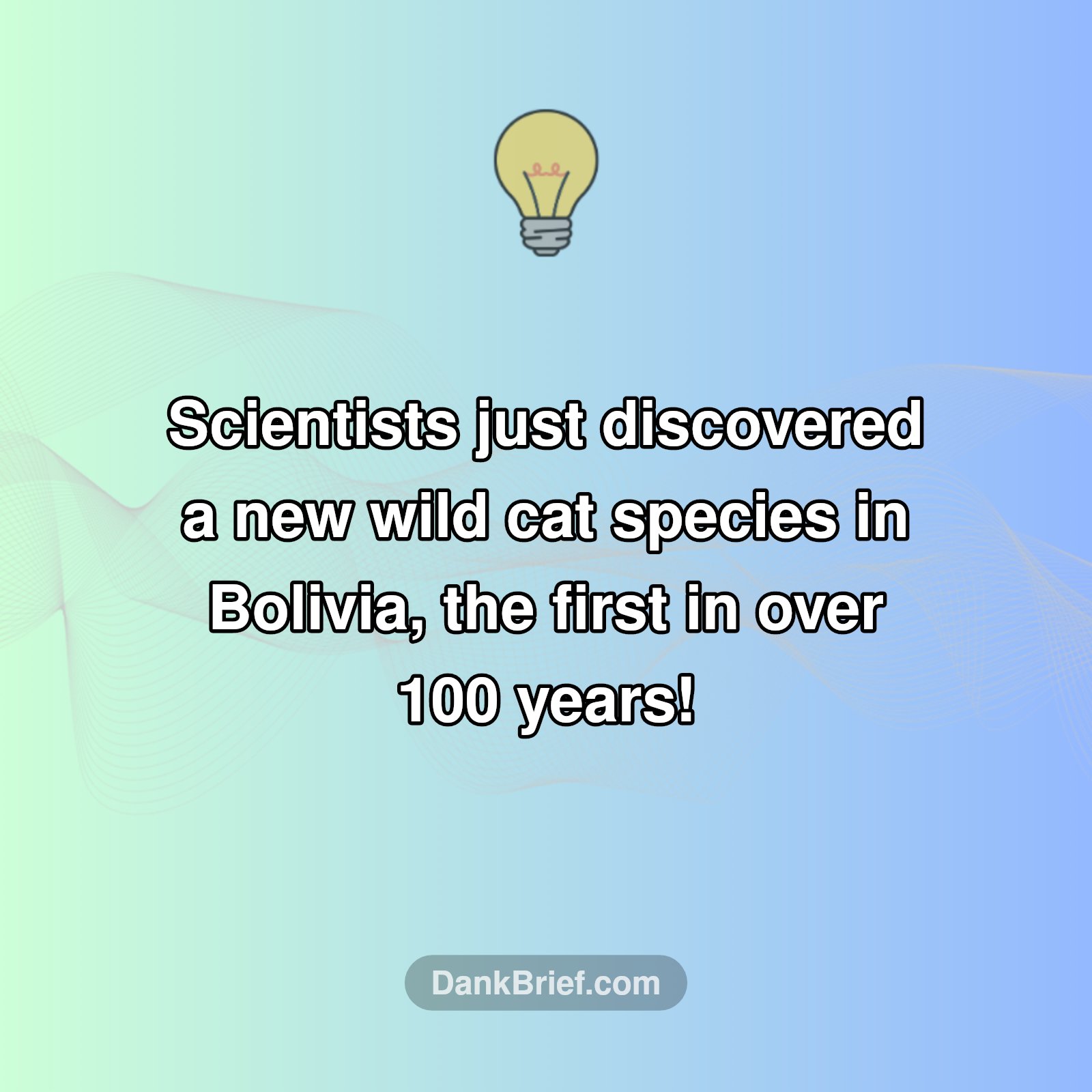 New Wild Cat Discovered After A Century!