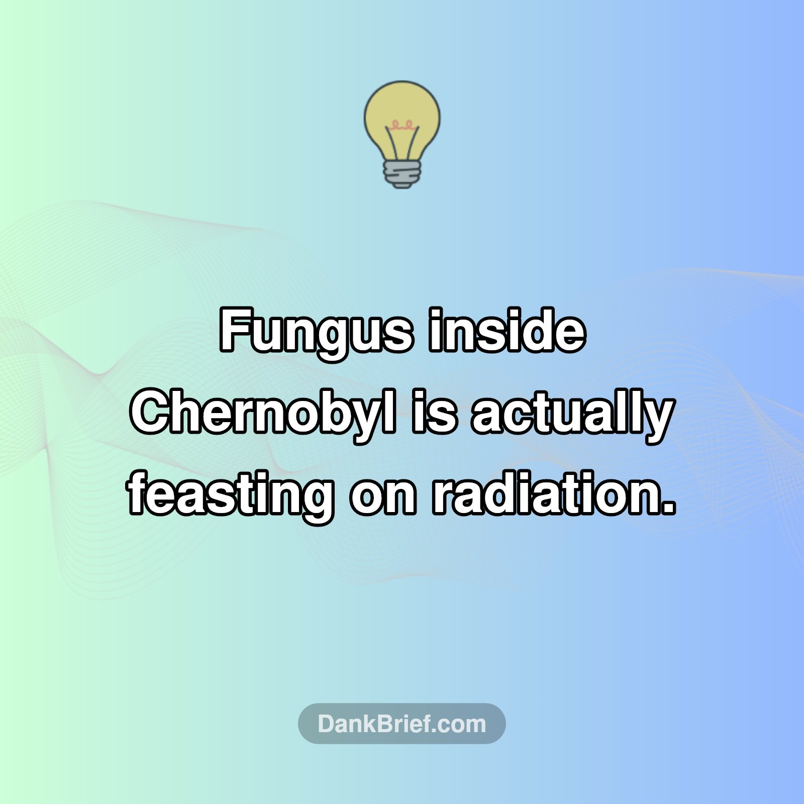 Chernobyl's Surprising Secret: Radiation-Eating Fungus!