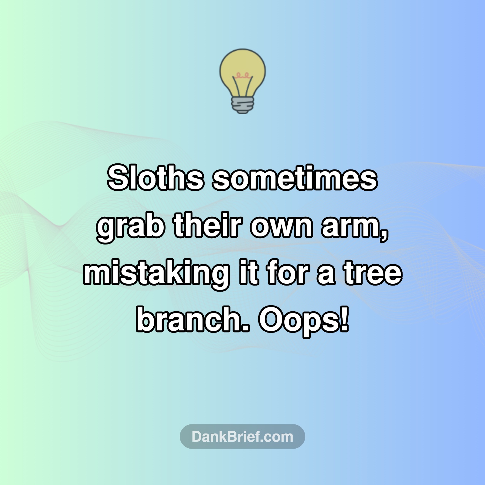 Sloths are basically nature's goofballs.