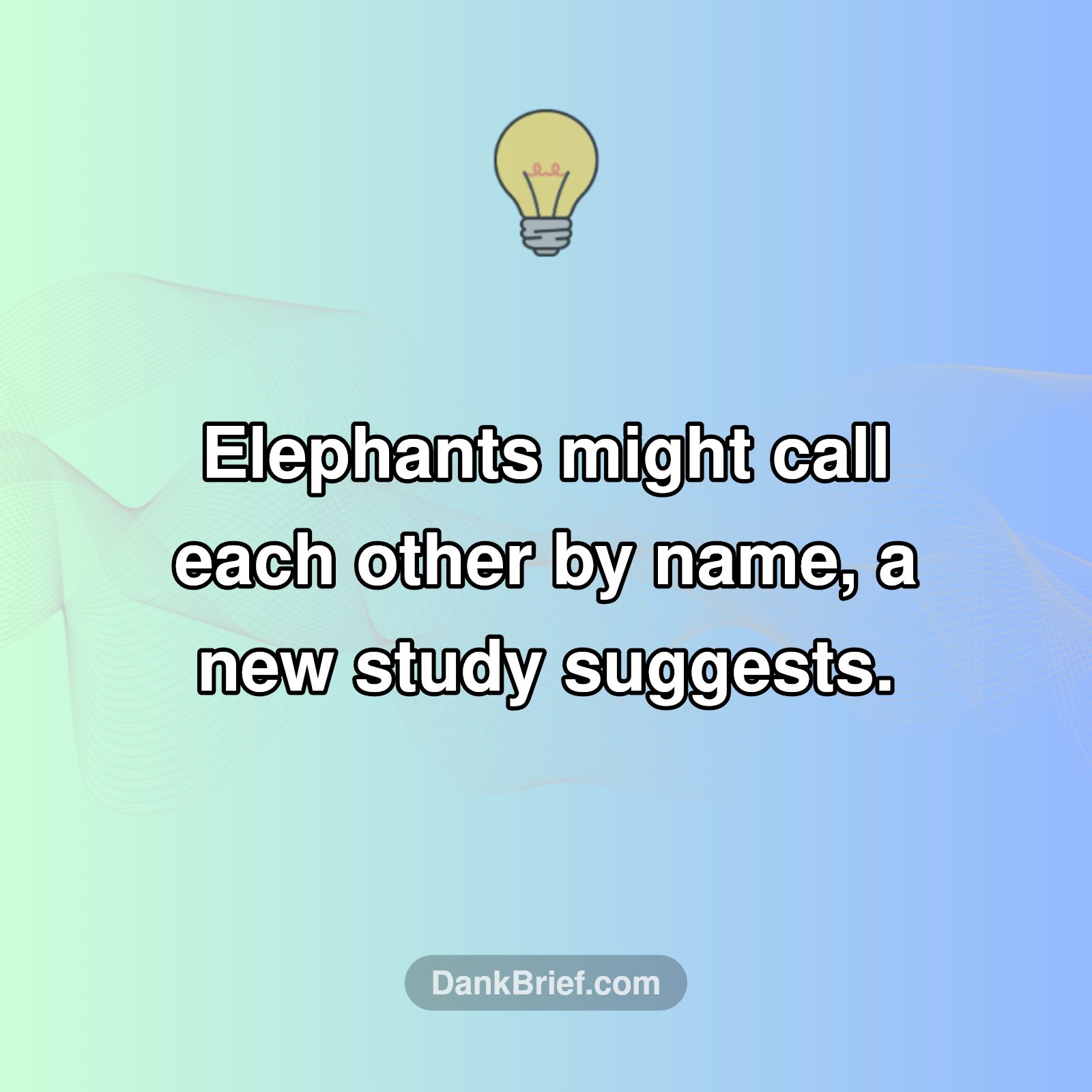 Elephant Communication Shocker!