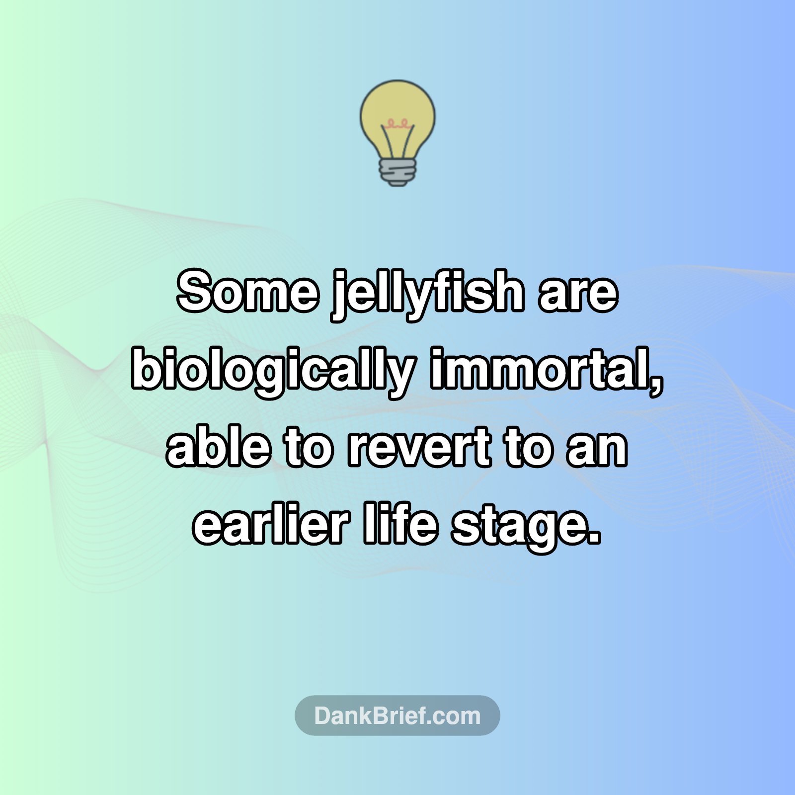 The Secret to Immortality? Jellyfish!