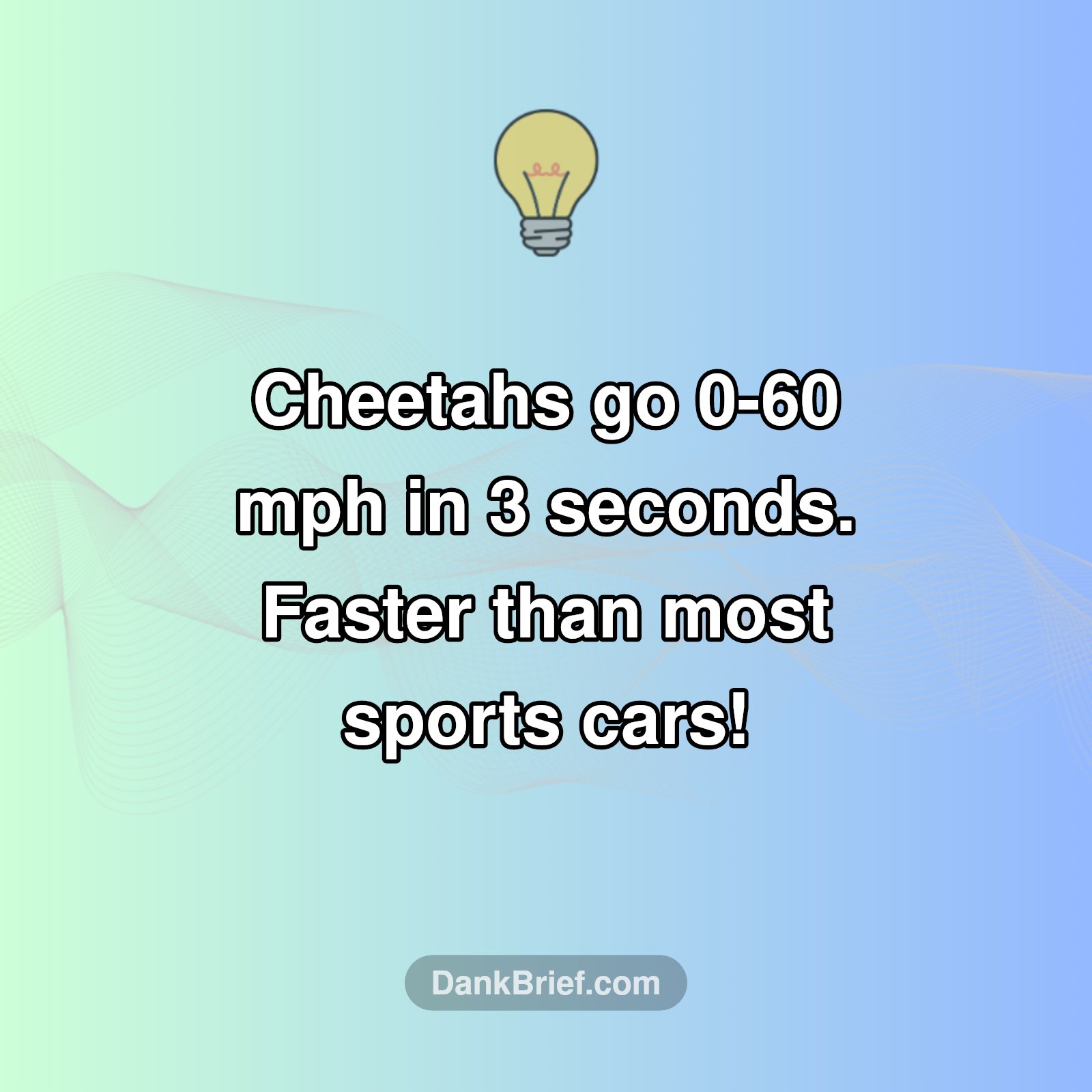 Cheetah's Secret Superpower!