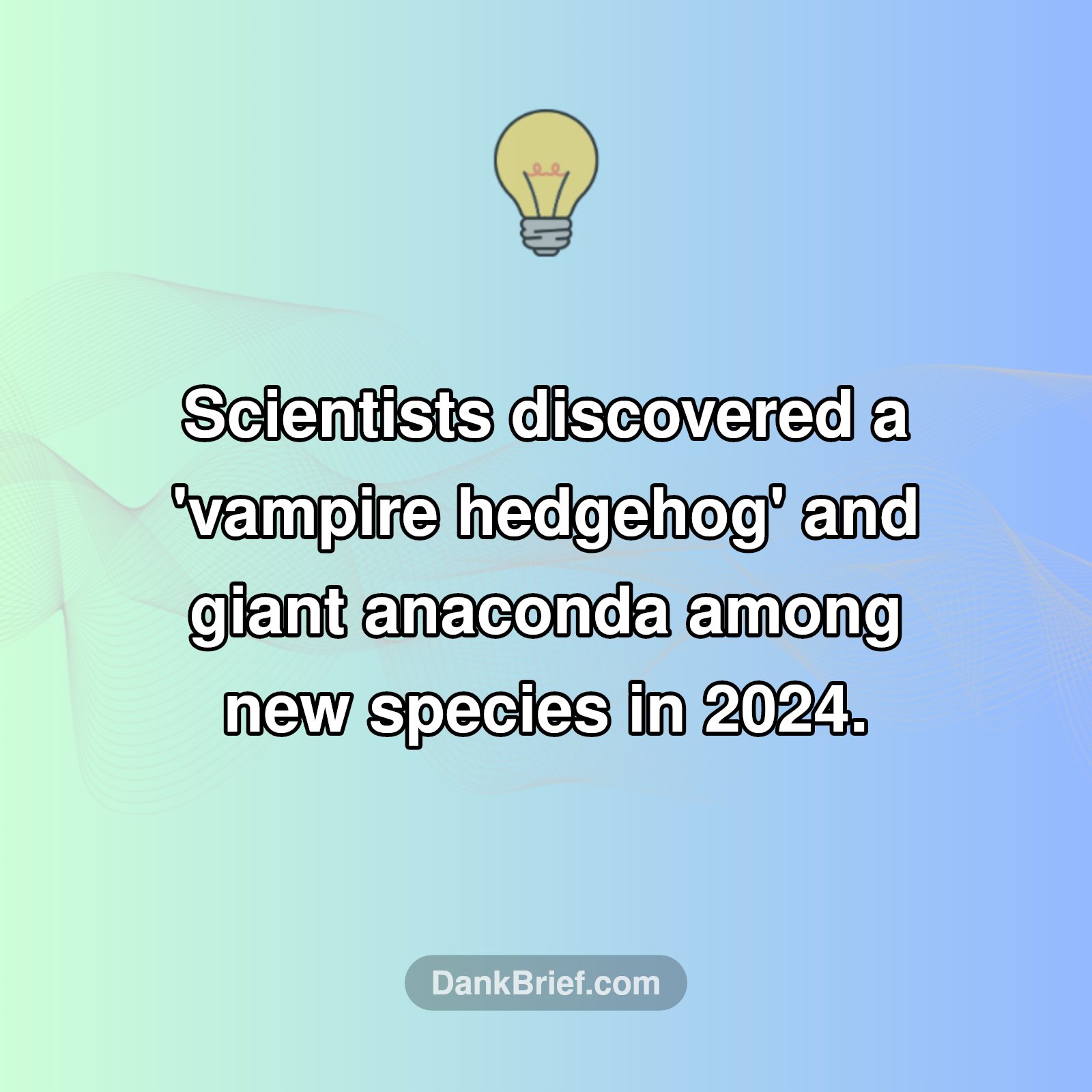 New Species Alert: Meet the Vampire Hedgehog!
