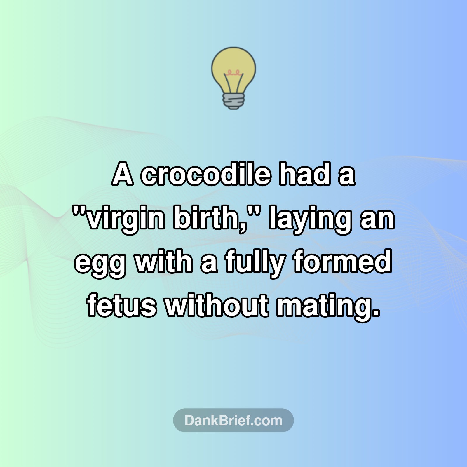 Mind-Blown! Crocodiles Can Have "Virgin Births"?