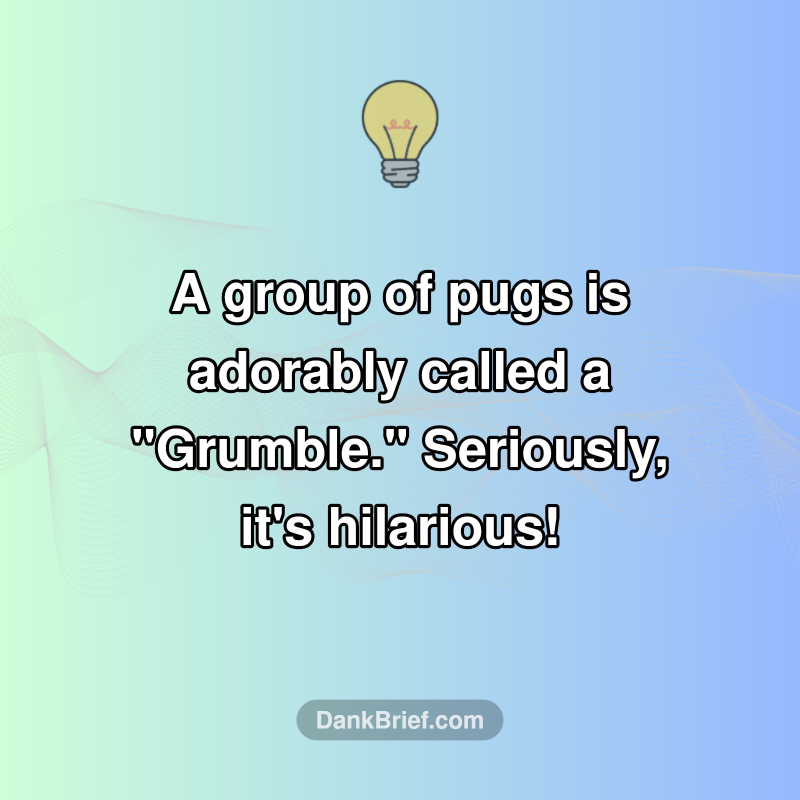 A Grumble of Pugs!