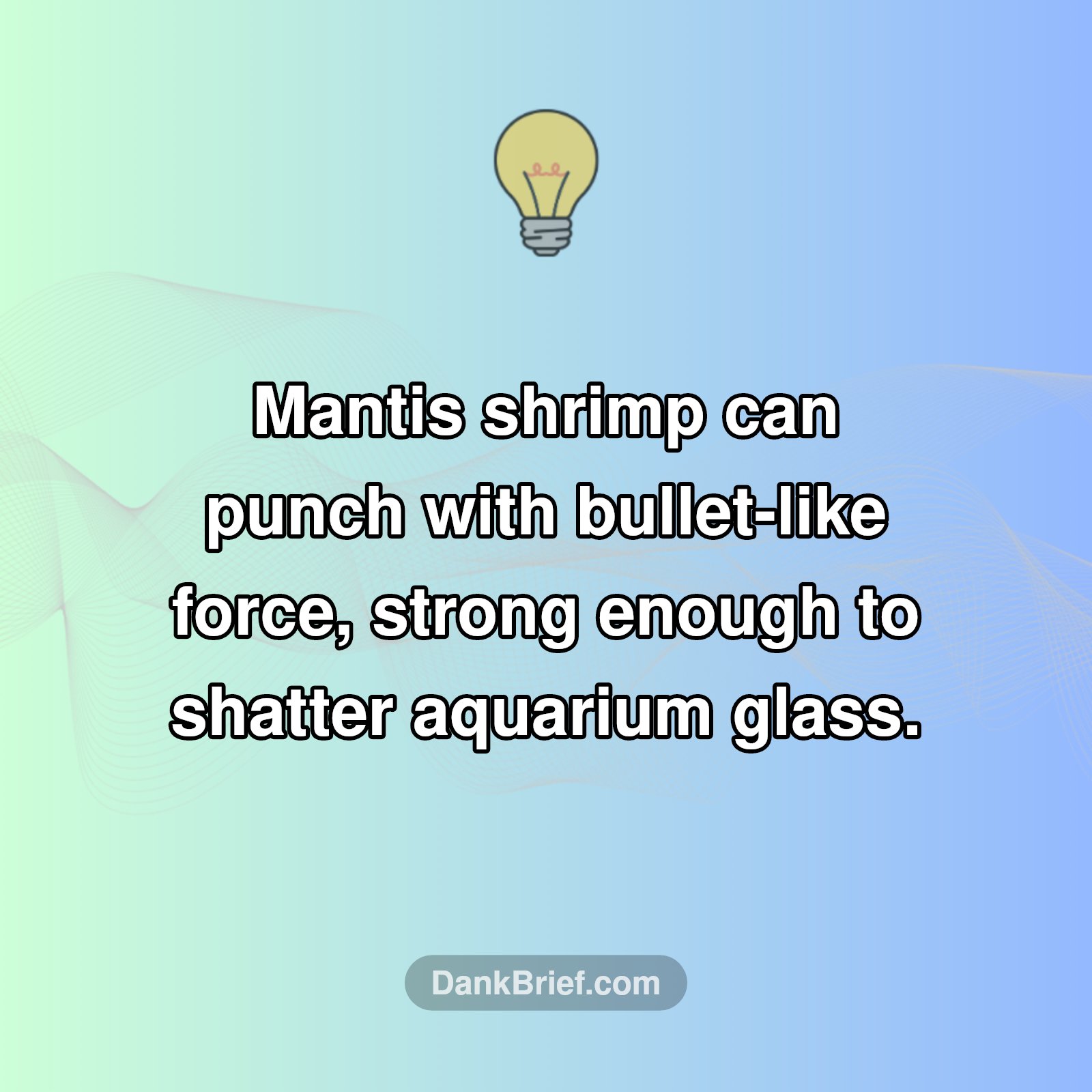 Glass-Shattering Shrimp?!
