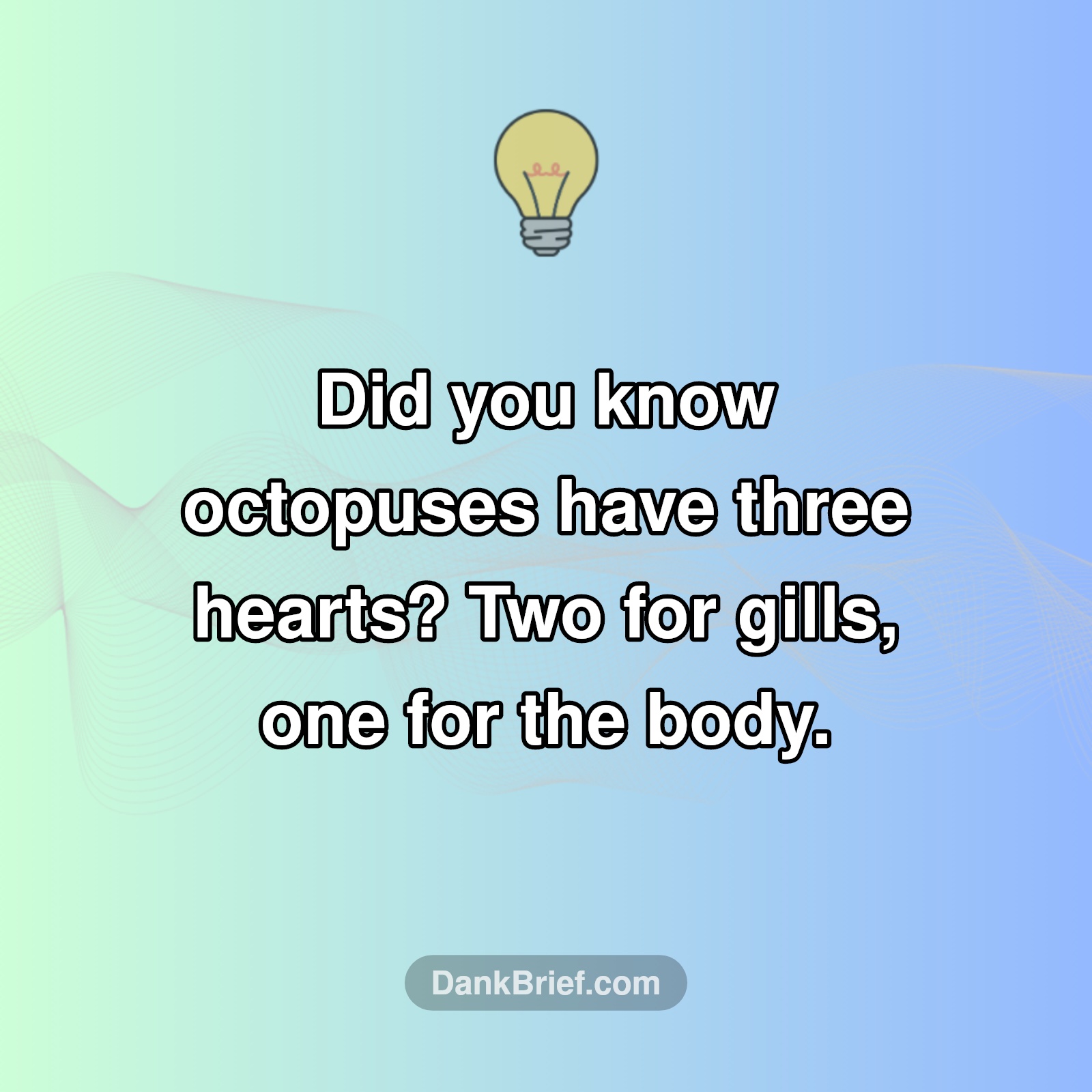 Wait, What?! Octopuses Are Built Different!