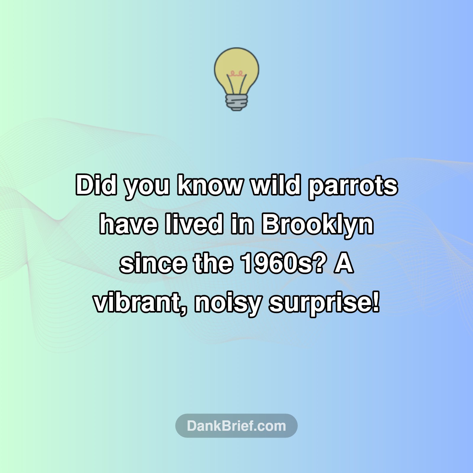 Brooklyn's Wild Side!