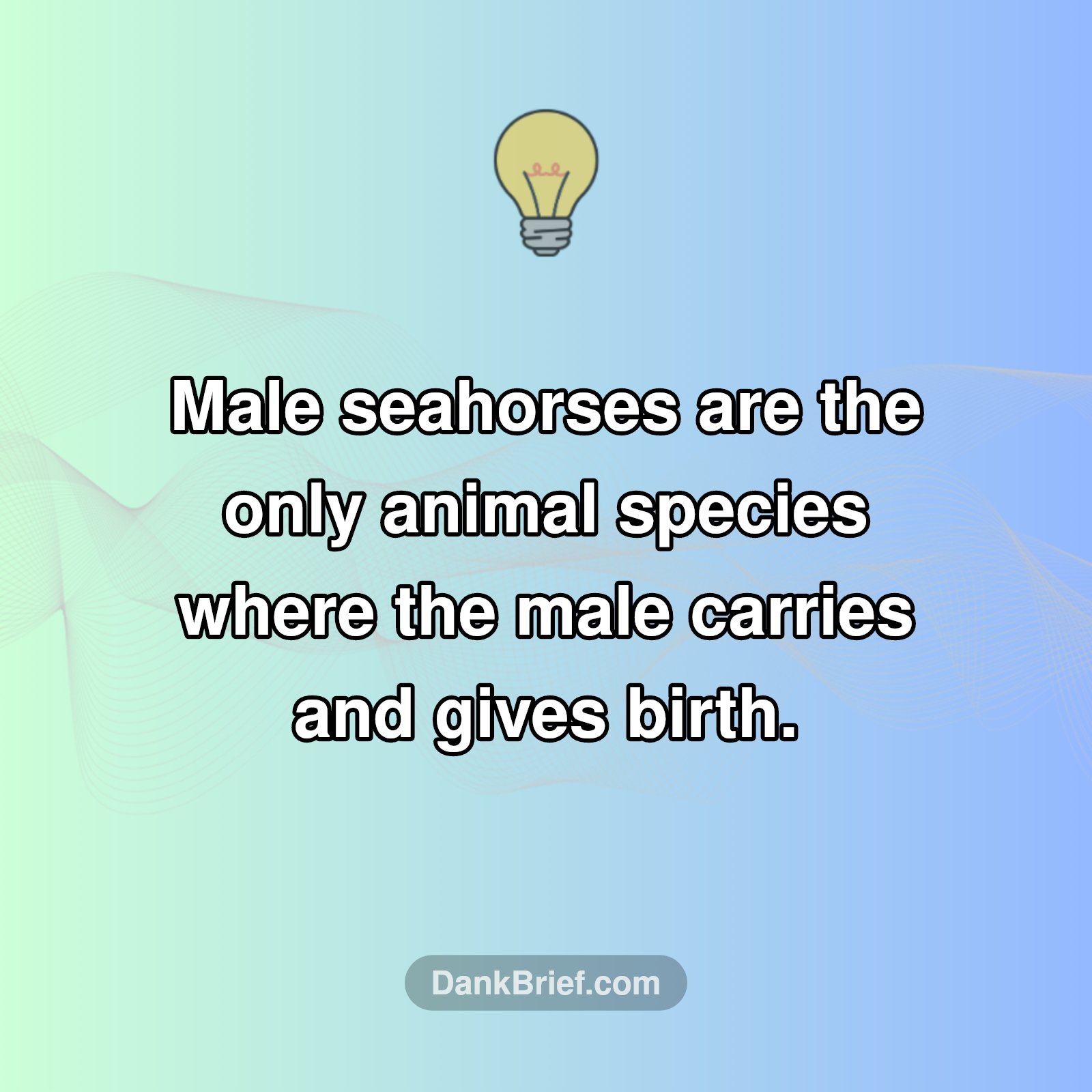 Mind Blown: Seahorse Dads Are GOAT!