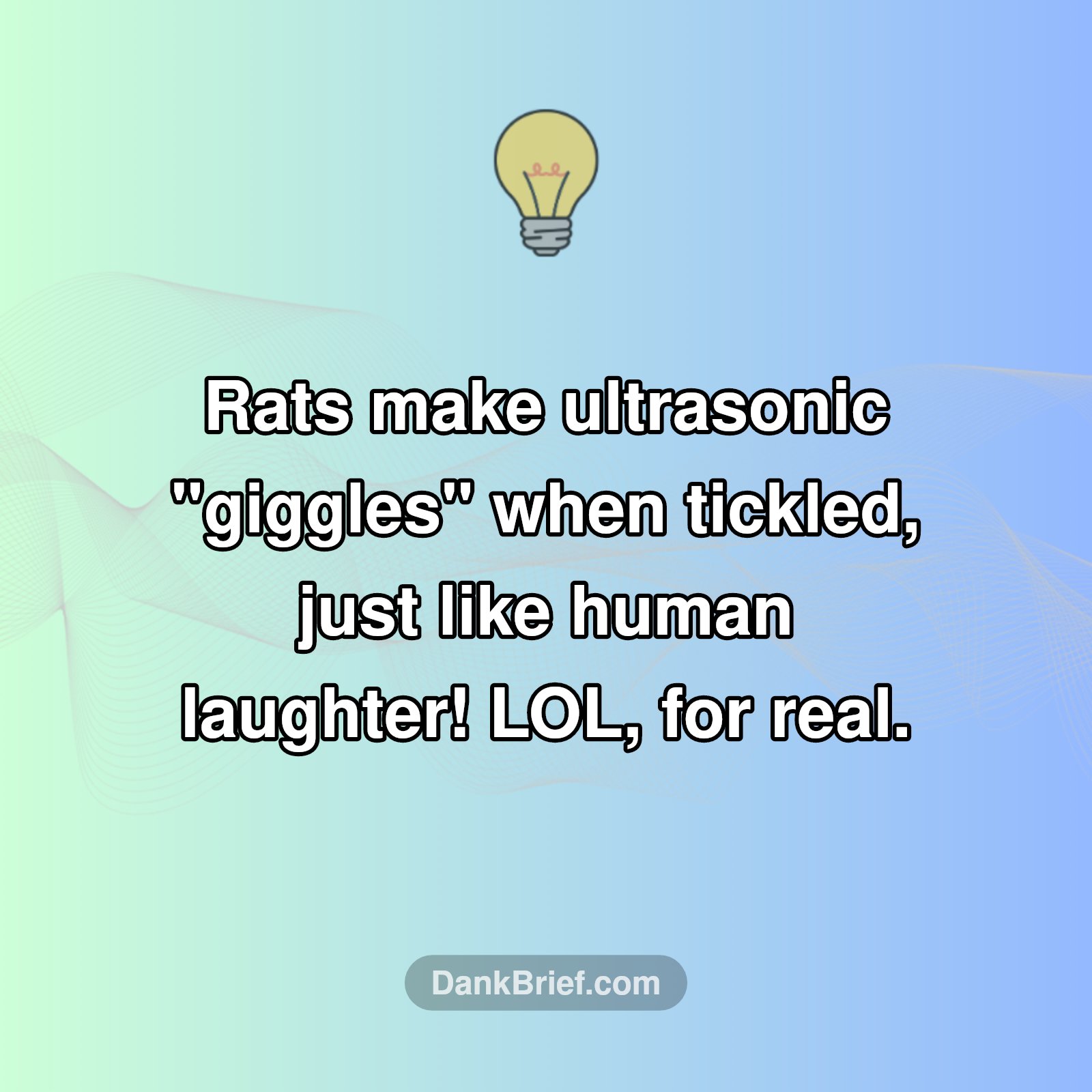 Did You Know: Rats Actually Giggle?!