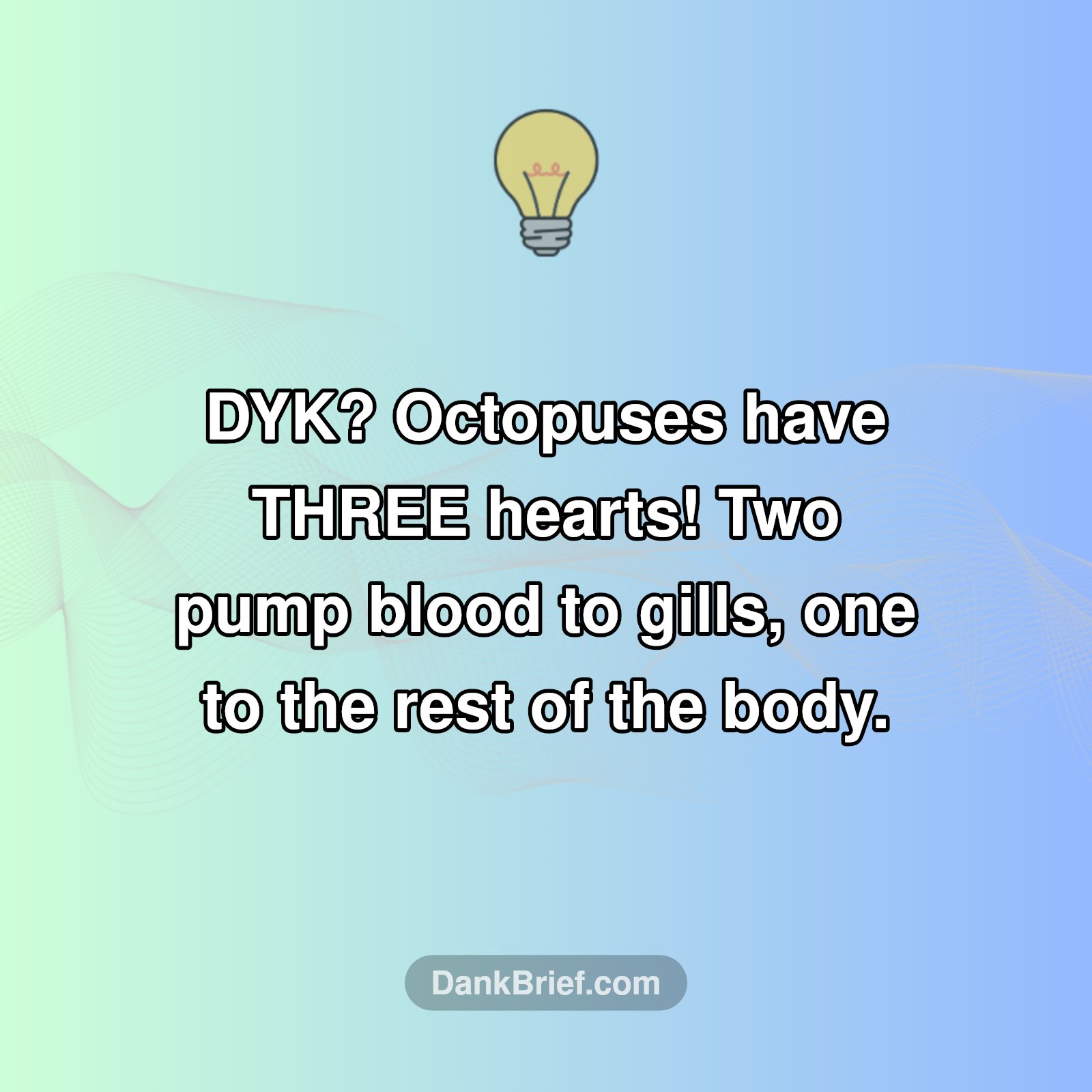 Octopuses Are Built Different!