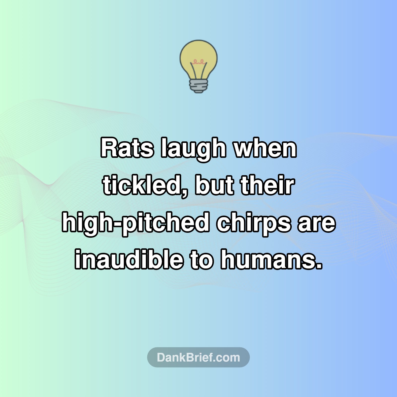 Seriously, Rats Laugh?!
