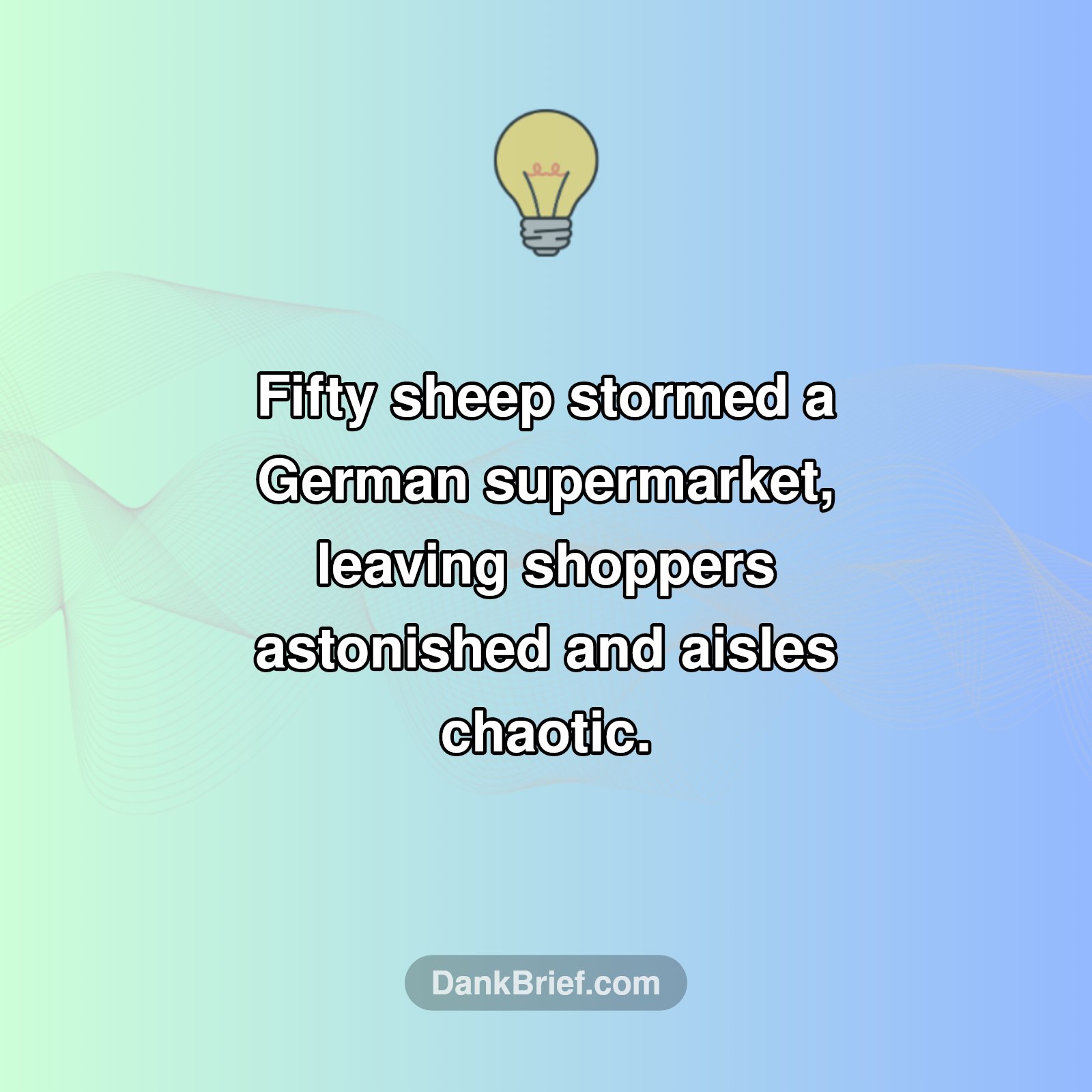 Supermarket Sheep Surprise!