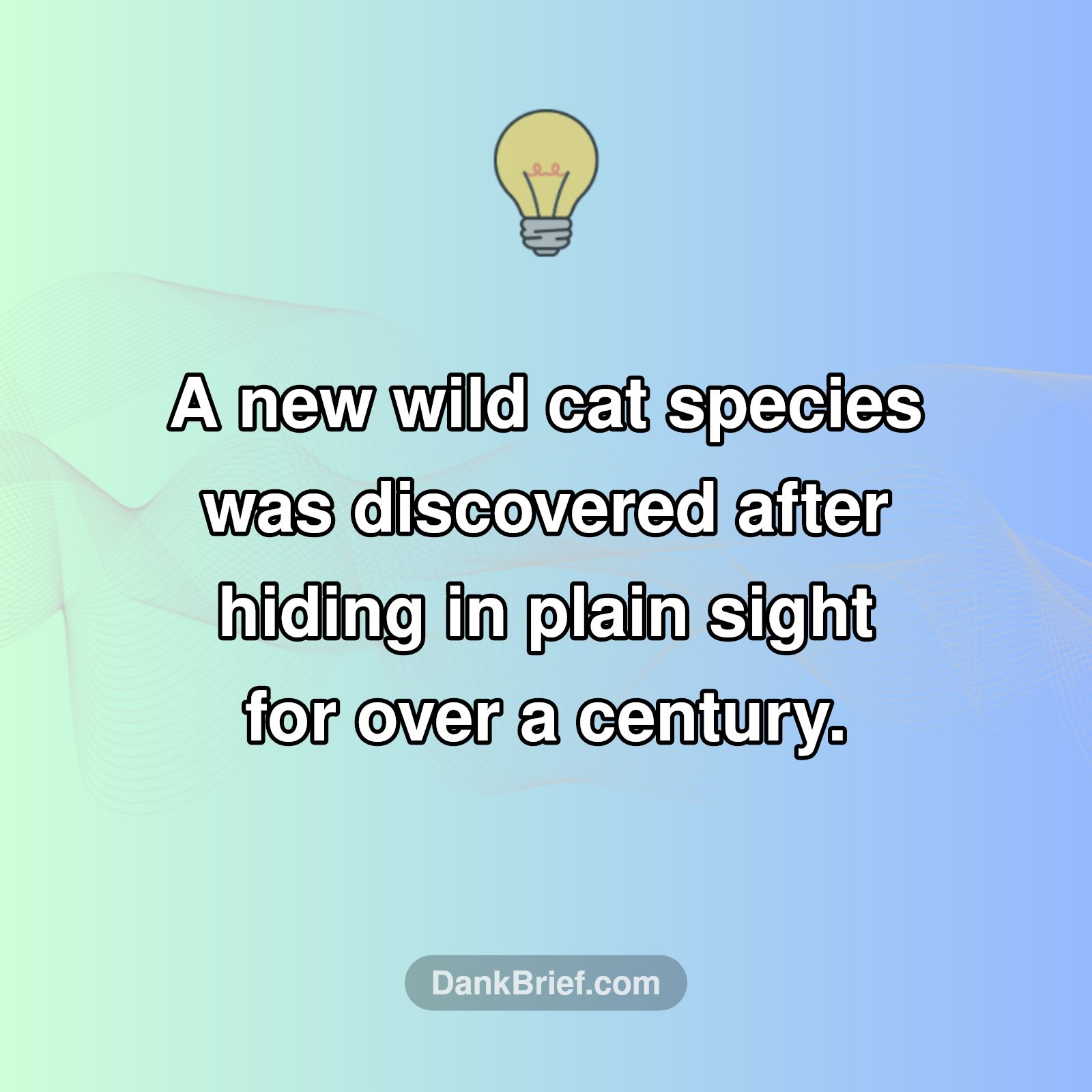 Mind Blown: New Cat Species!