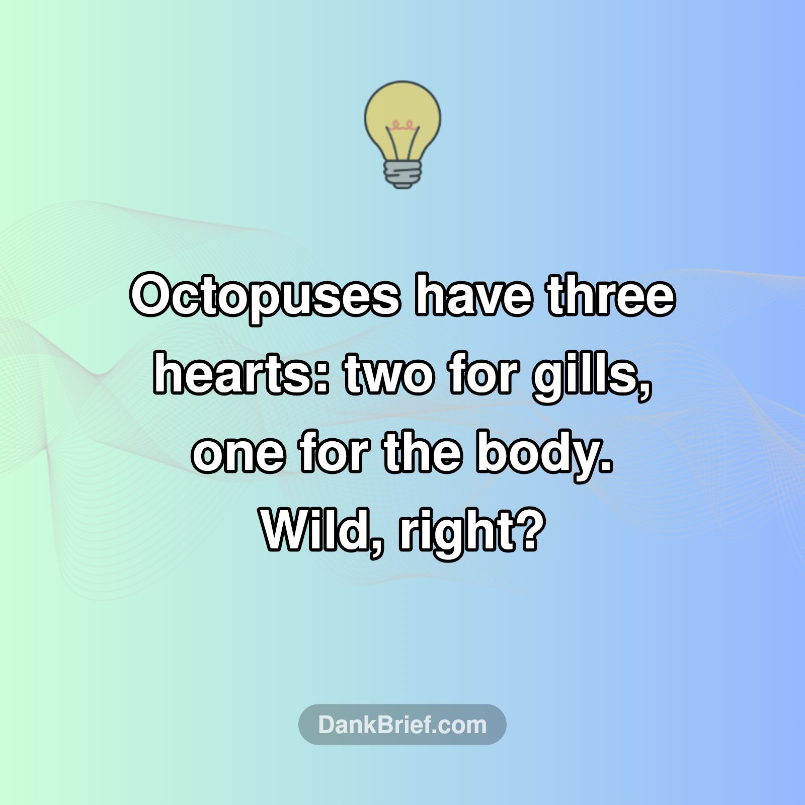 DYK Octopuses Have THREE Hearts?!