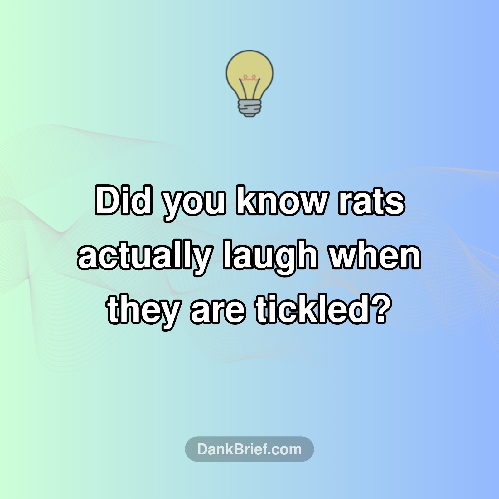Seriously, Rats Giggle!